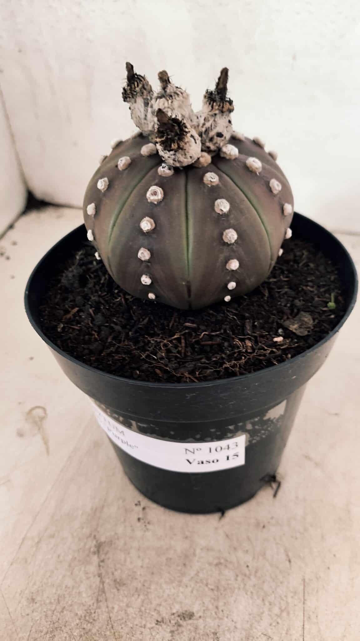 MATRIZ ASTROPHYTUM ASTERIAS “Purple”  Nº 1043 – vaso 15 - foto 9