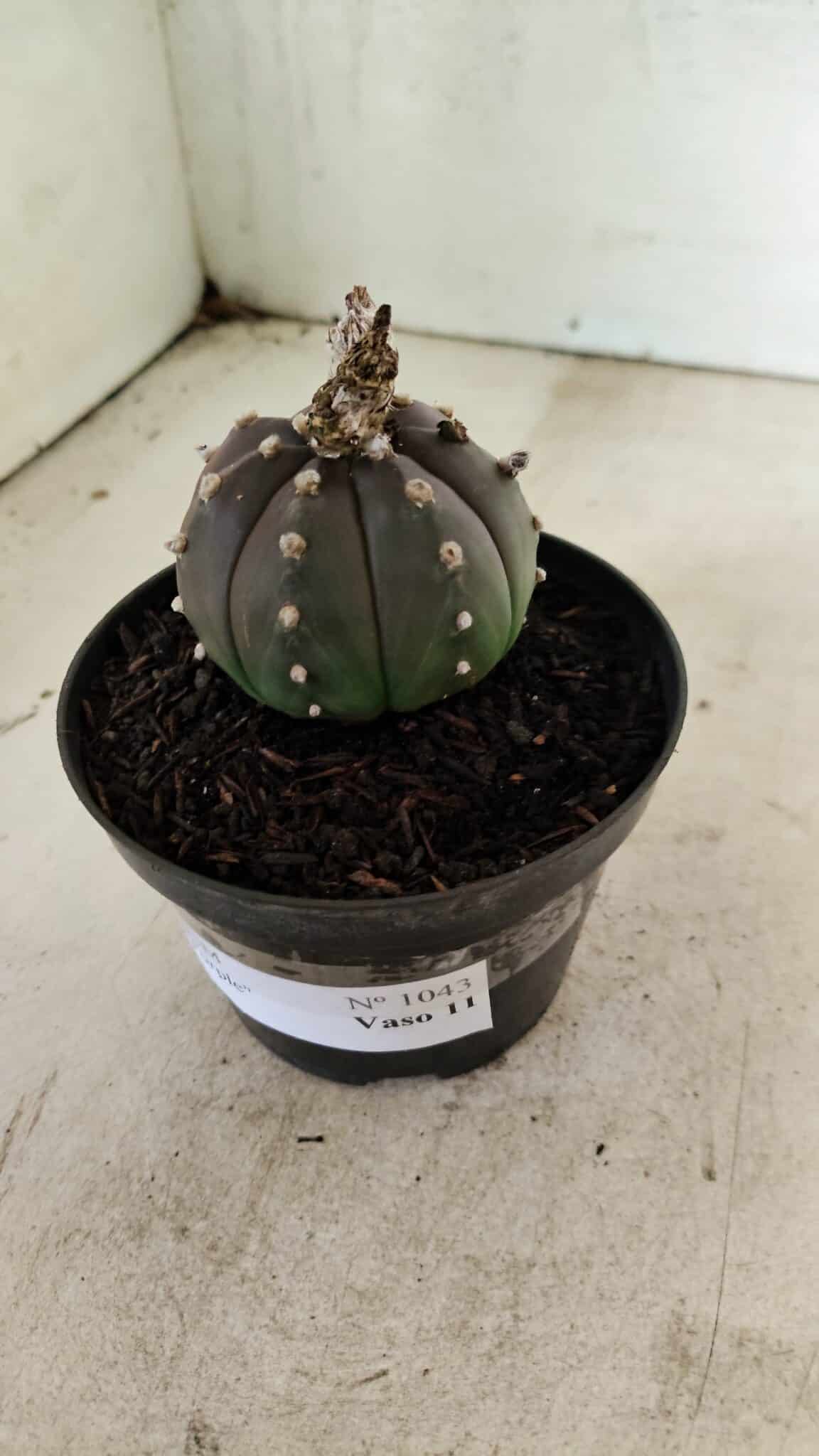ASTROPHYTUM ASTERIAS “Purple”  Nº 1043 – vaso 11 - foto 8