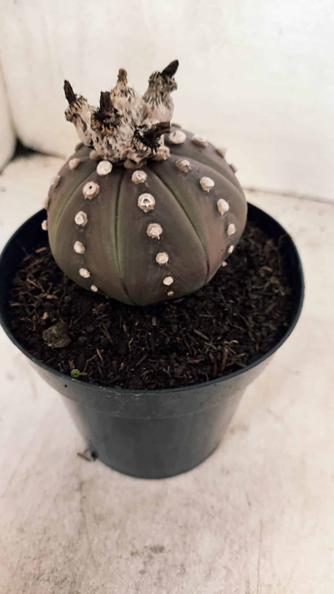 MATRIZ ASTROPHYTUM ASTERIAS “Purple”  Nº 1043 – vaso 15 - foto 8