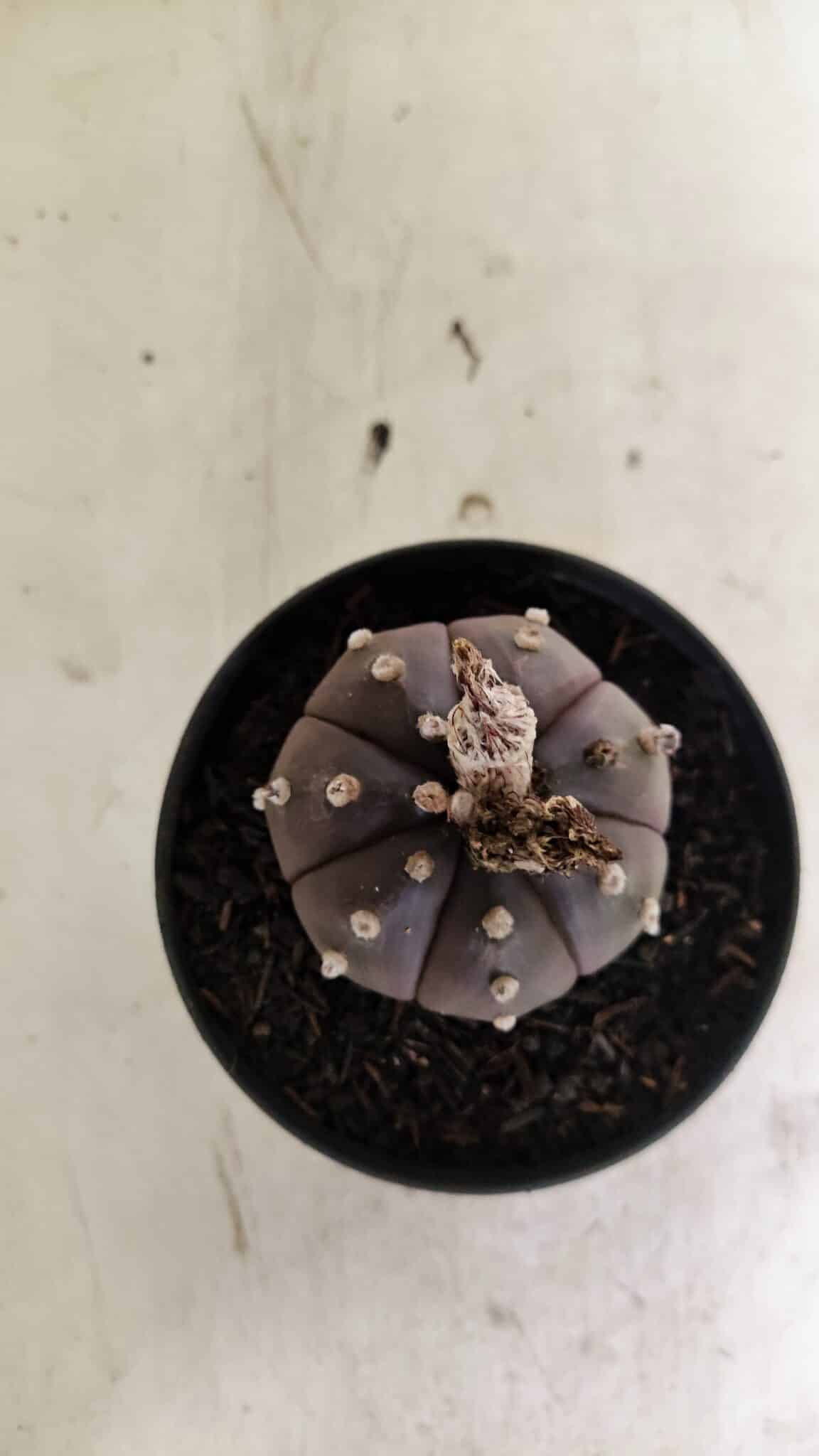 ASTROPHYTUM ASTERIAS “Purple”  Nº 1043 – vaso 11 - foto 3