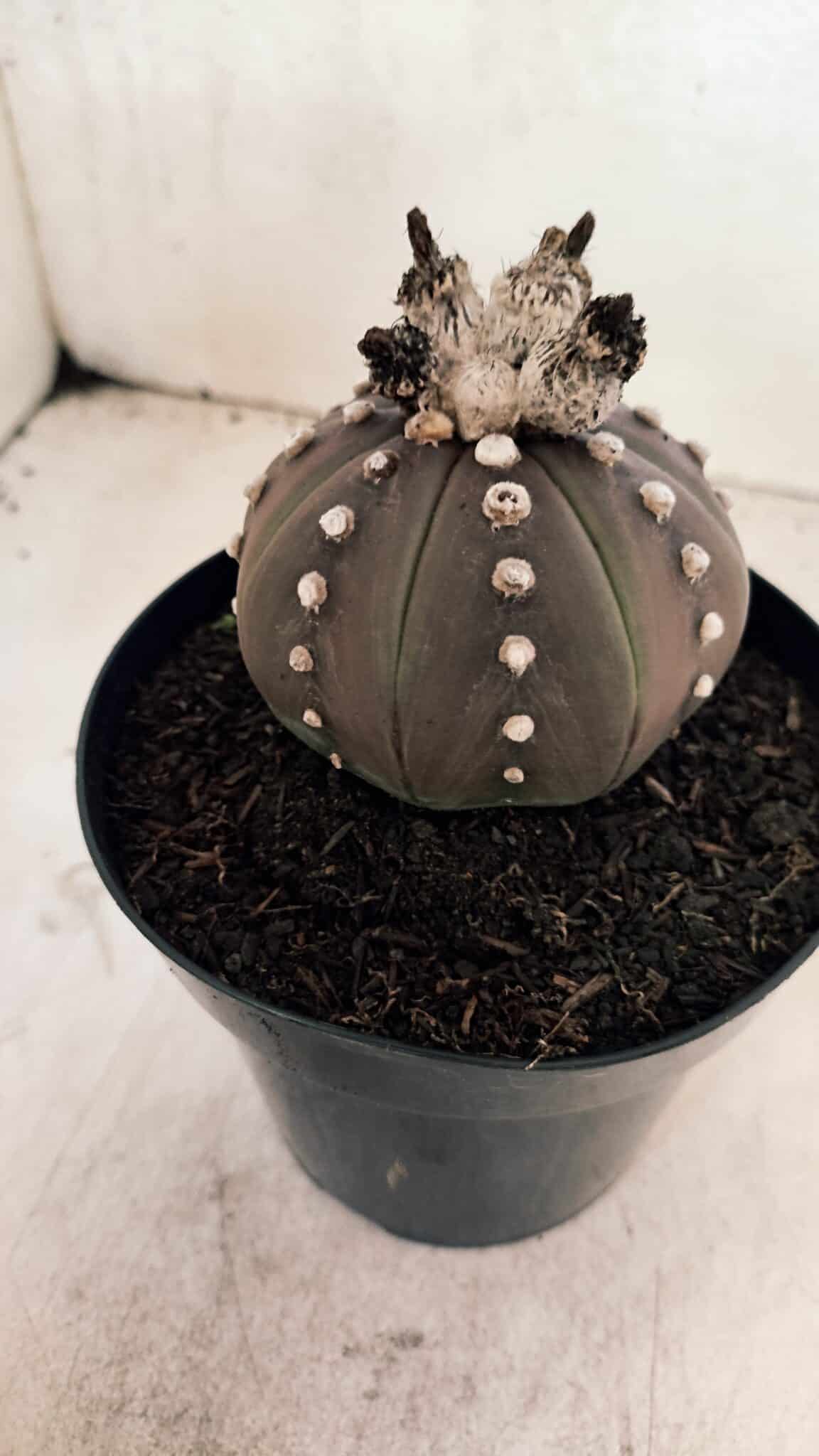 MATRIZ ASTROPHYTUM ASTERIAS “Purple”  Nº 1043 – vaso 15 - foto 7