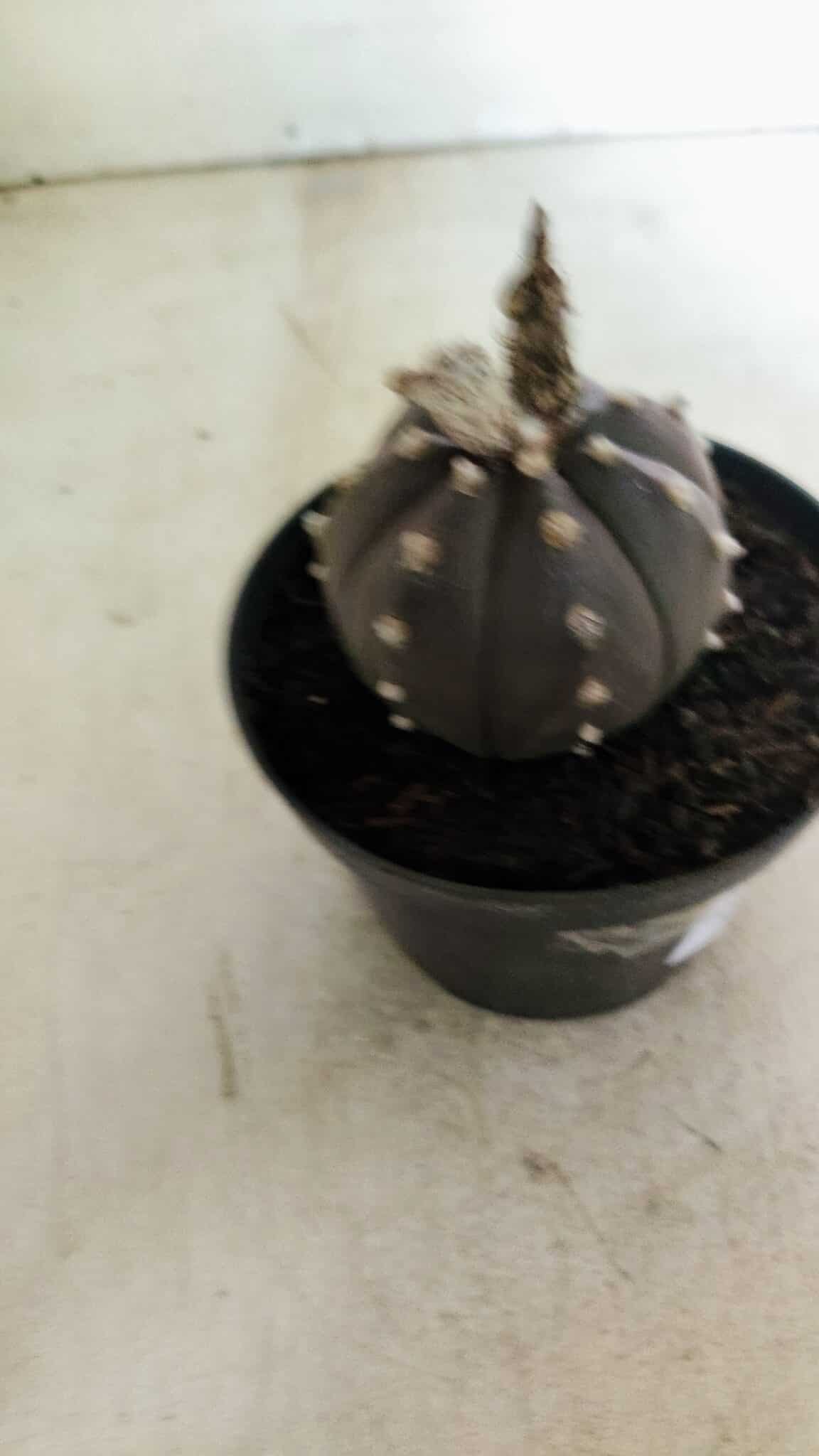 ASTROPHYTUM ASTERIAS “Purple”  Nº 1043 – vaso 11 - foto 7