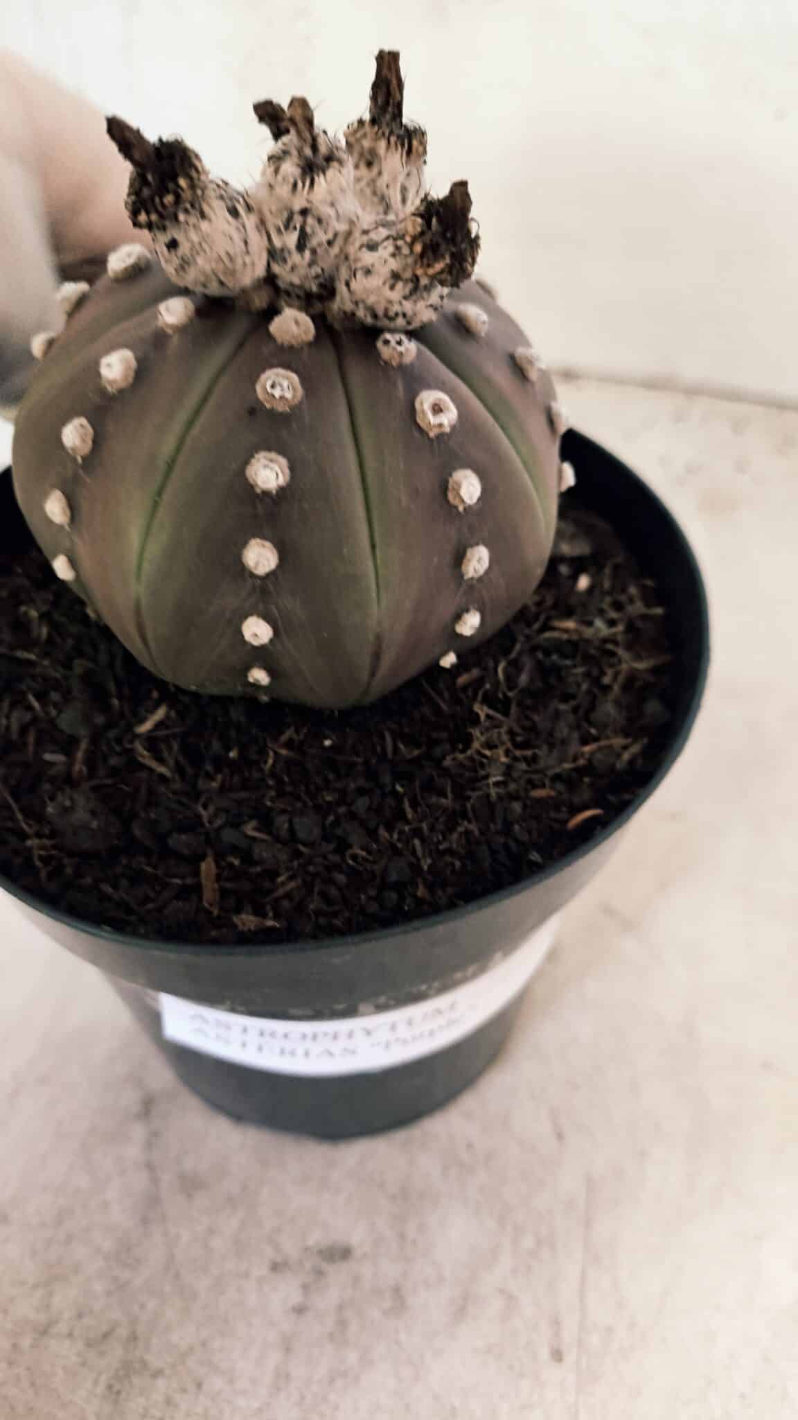 MATRIZ ASTROPHYTUM ASTERIAS “Purple”  Nº 1043 – vaso 15 - foto 6