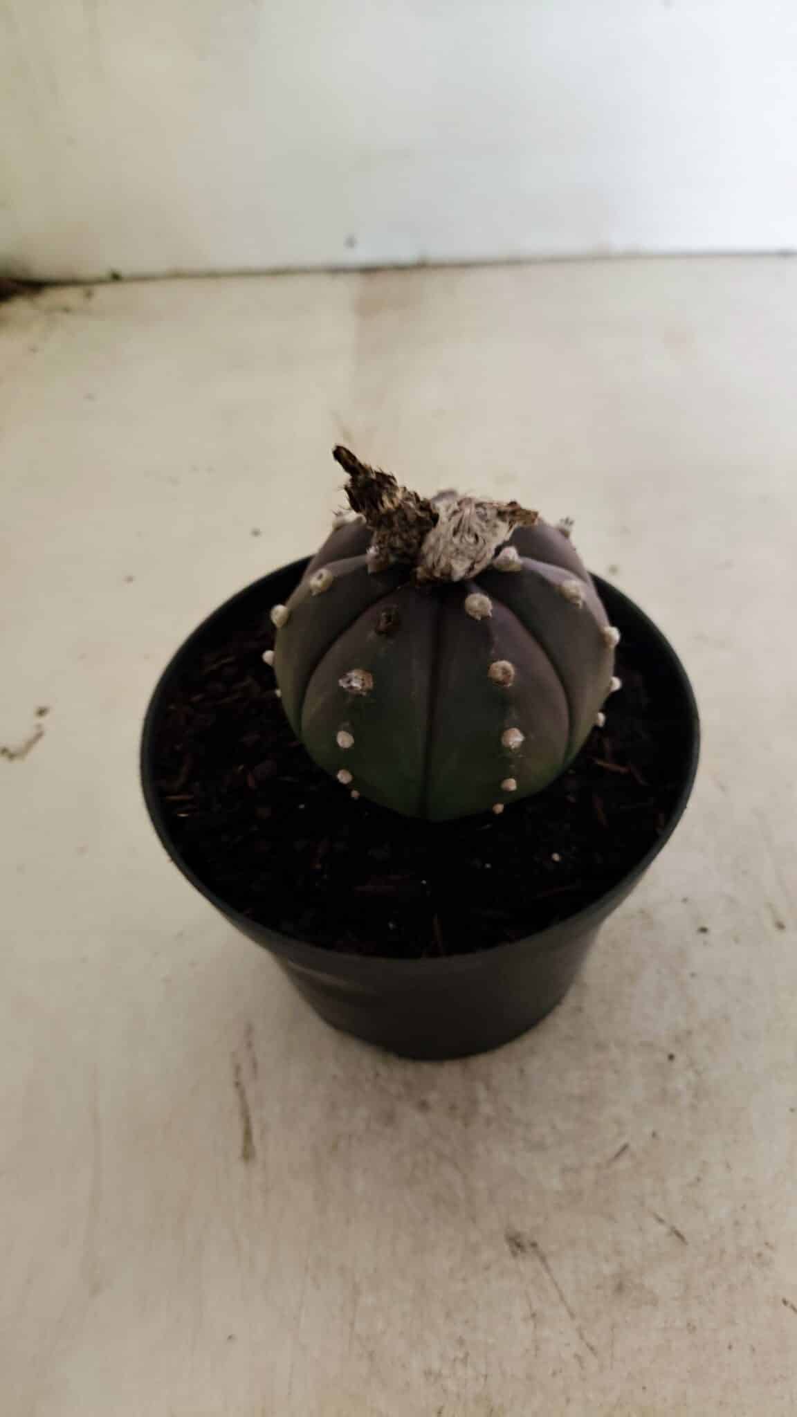 ASTROPHYTUM ASTERIAS “Purple”  Nº 1043 – vaso 11 - foto 6
