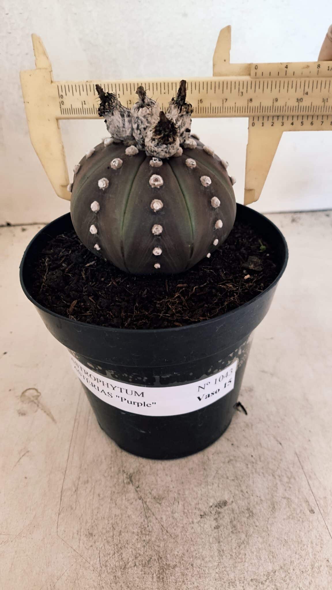 MATRIZ ASTROPHYTUM ASTERIAS “Purple”  Nº 1043 – vaso 15 - foto 4