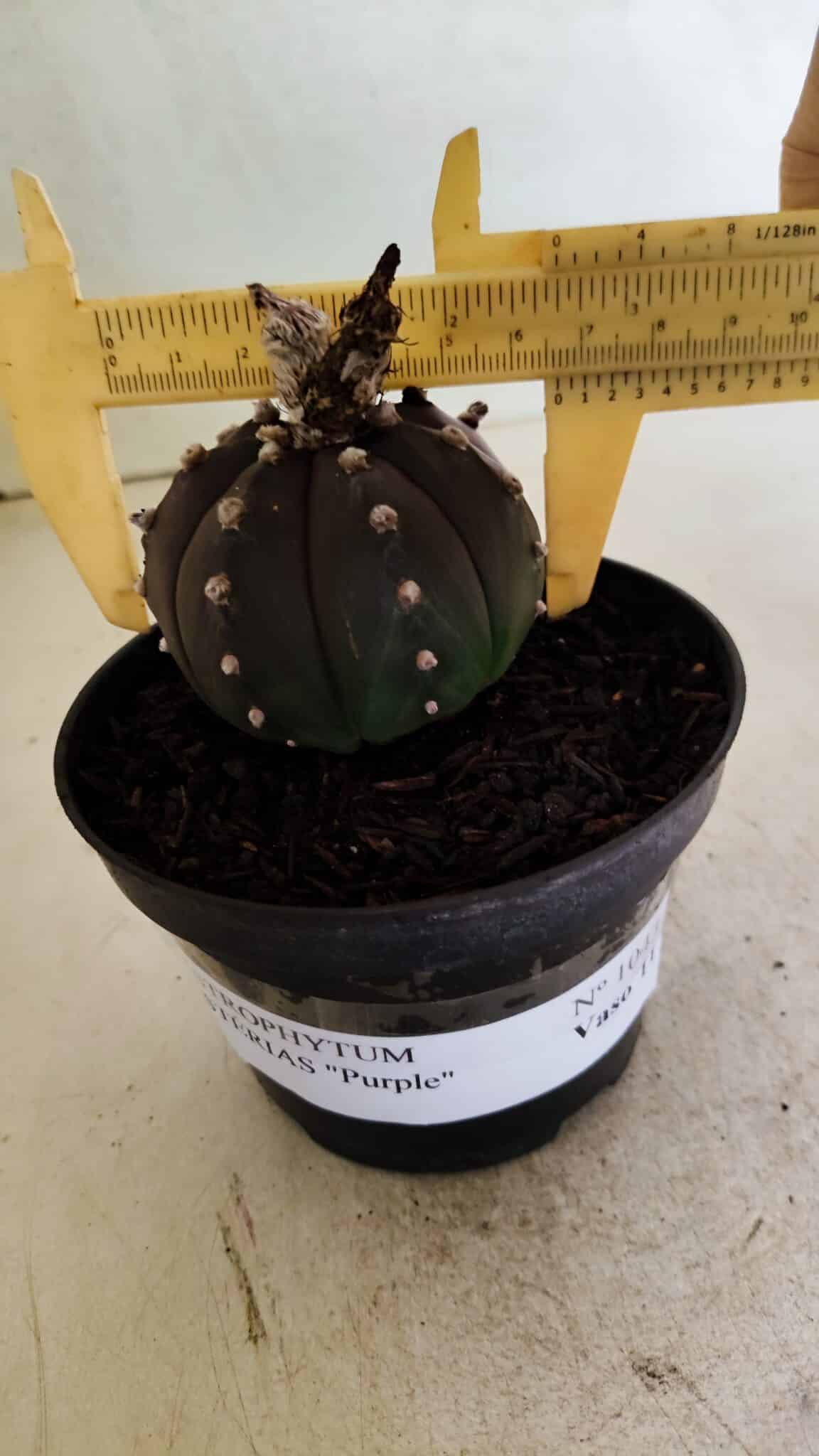 ASTROPHYTUM ASTERIAS “Purple”  Nº 1043 – vaso 11 - foto 4
