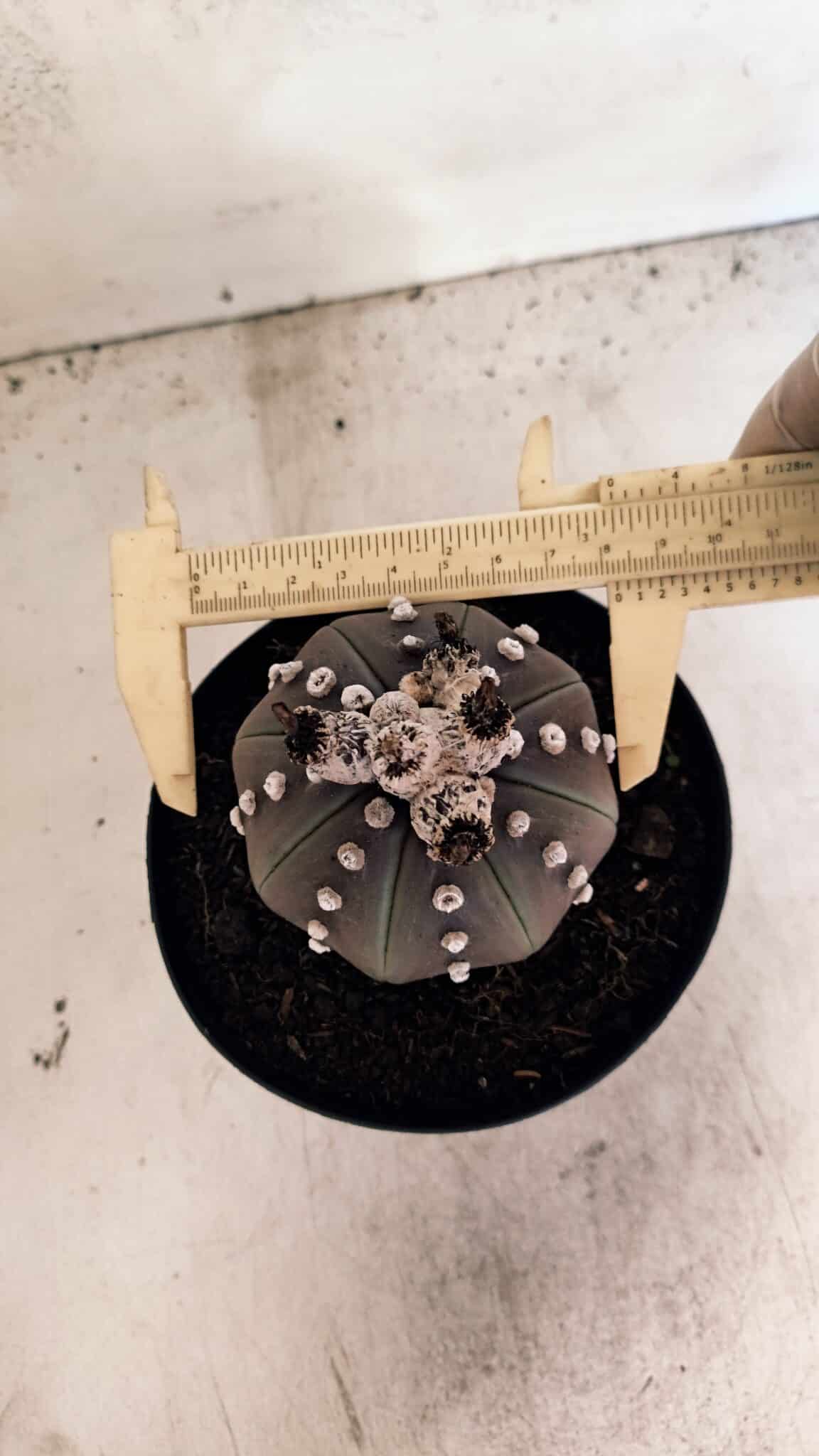 MATRIZ ASTROPHYTUM ASTERIAS “Purple”  Nº 1043 – vaso 15 - foto 5