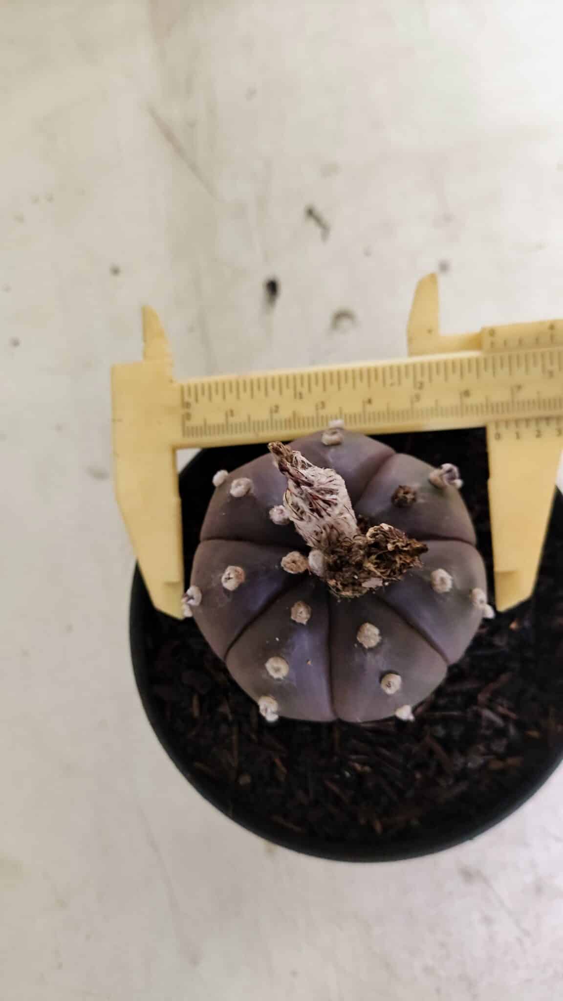 ASTROPHYTUM ASTERIAS “Purple”  Nº 1043 – vaso 11 - foto 5