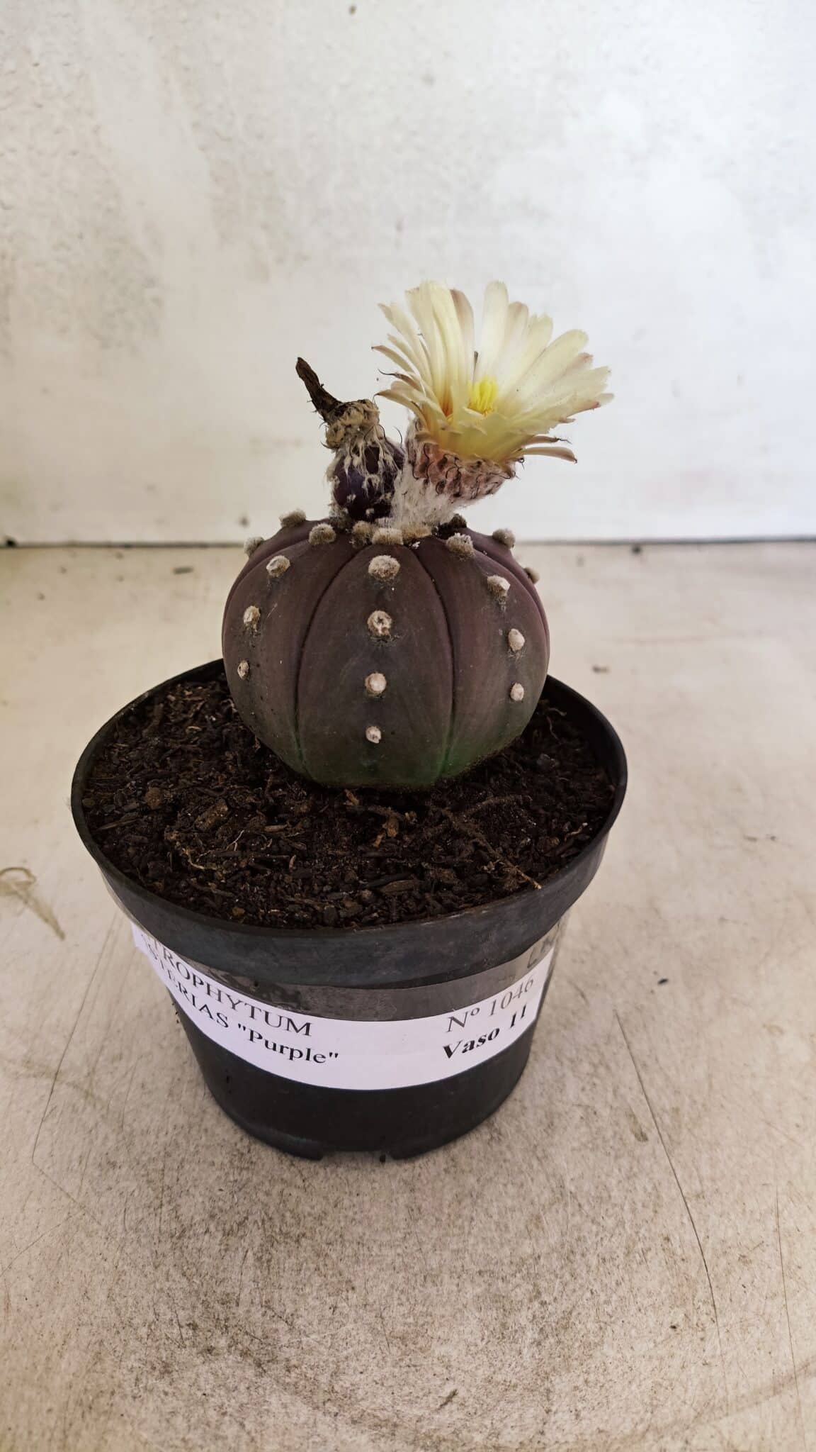MATRIZ ASTROPHYTUM ASTERIAS “Purple”  Nº 1046 – vaso 11 - foto 2