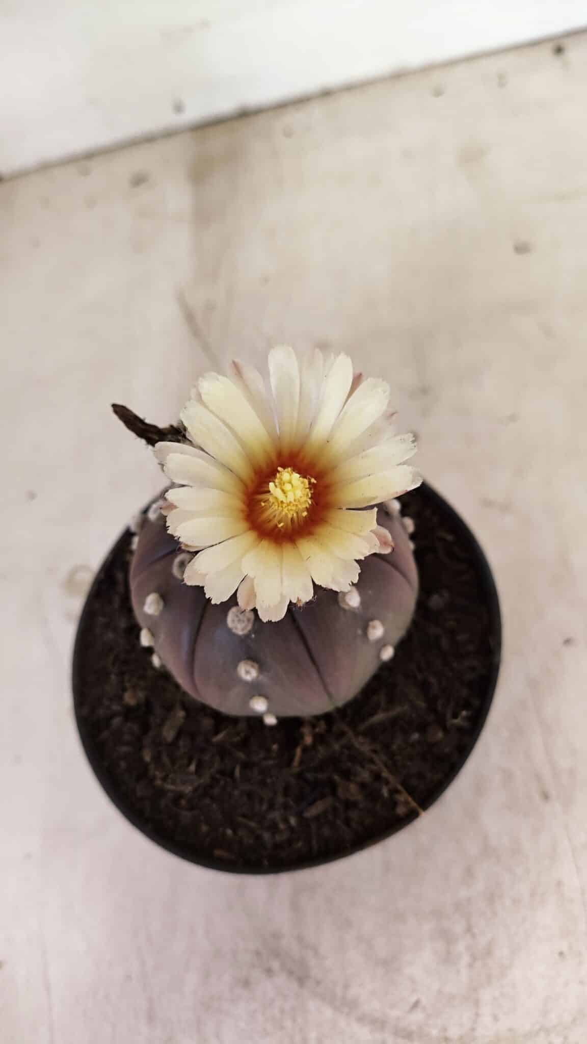 MATRIZ ASTROPHYTUM ASTERIAS “Purple”  Nº 1046 – vaso 11 - foto 3