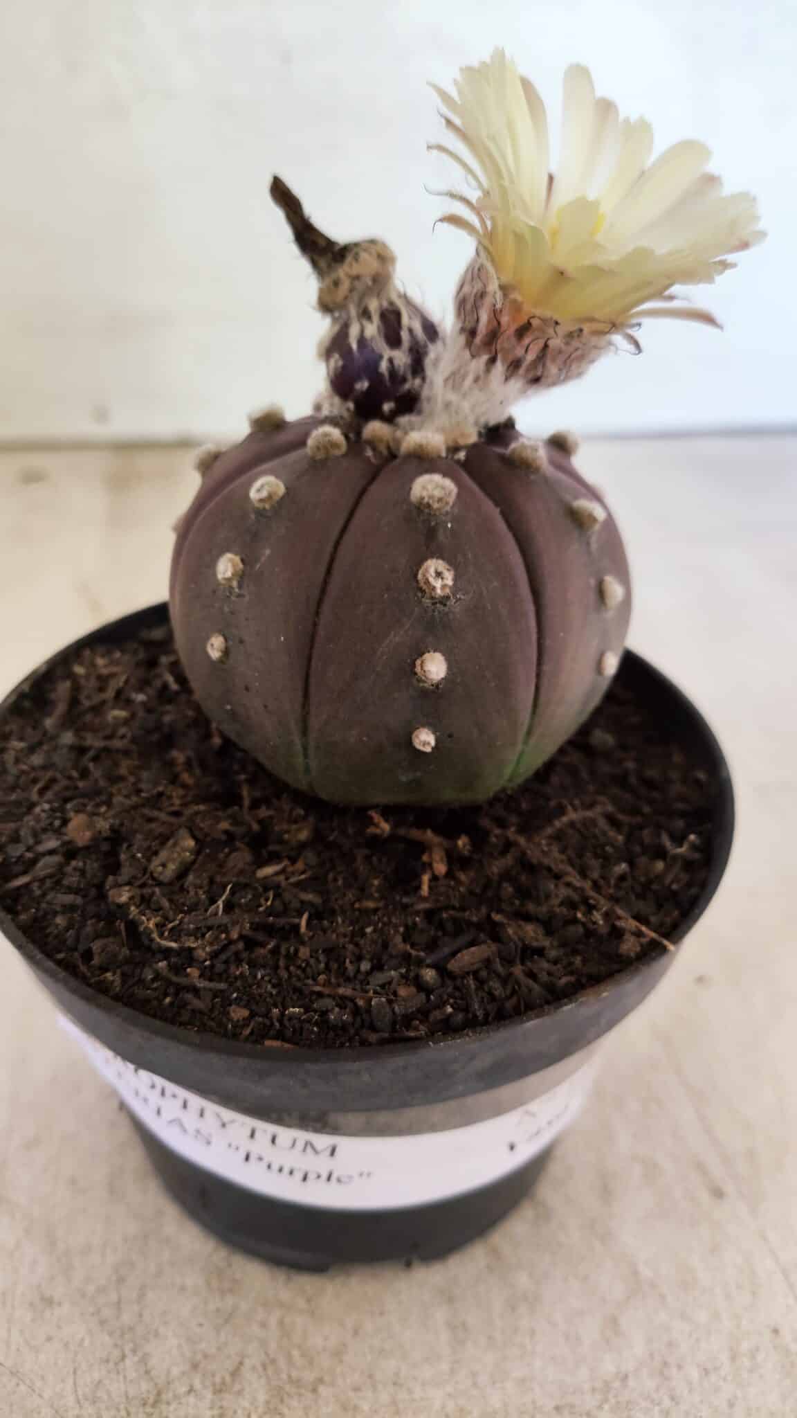 MATRIZ ASTROPHYTUM ASTERIAS “Purple”  Nº 1046 – vaso 11 - foto 8