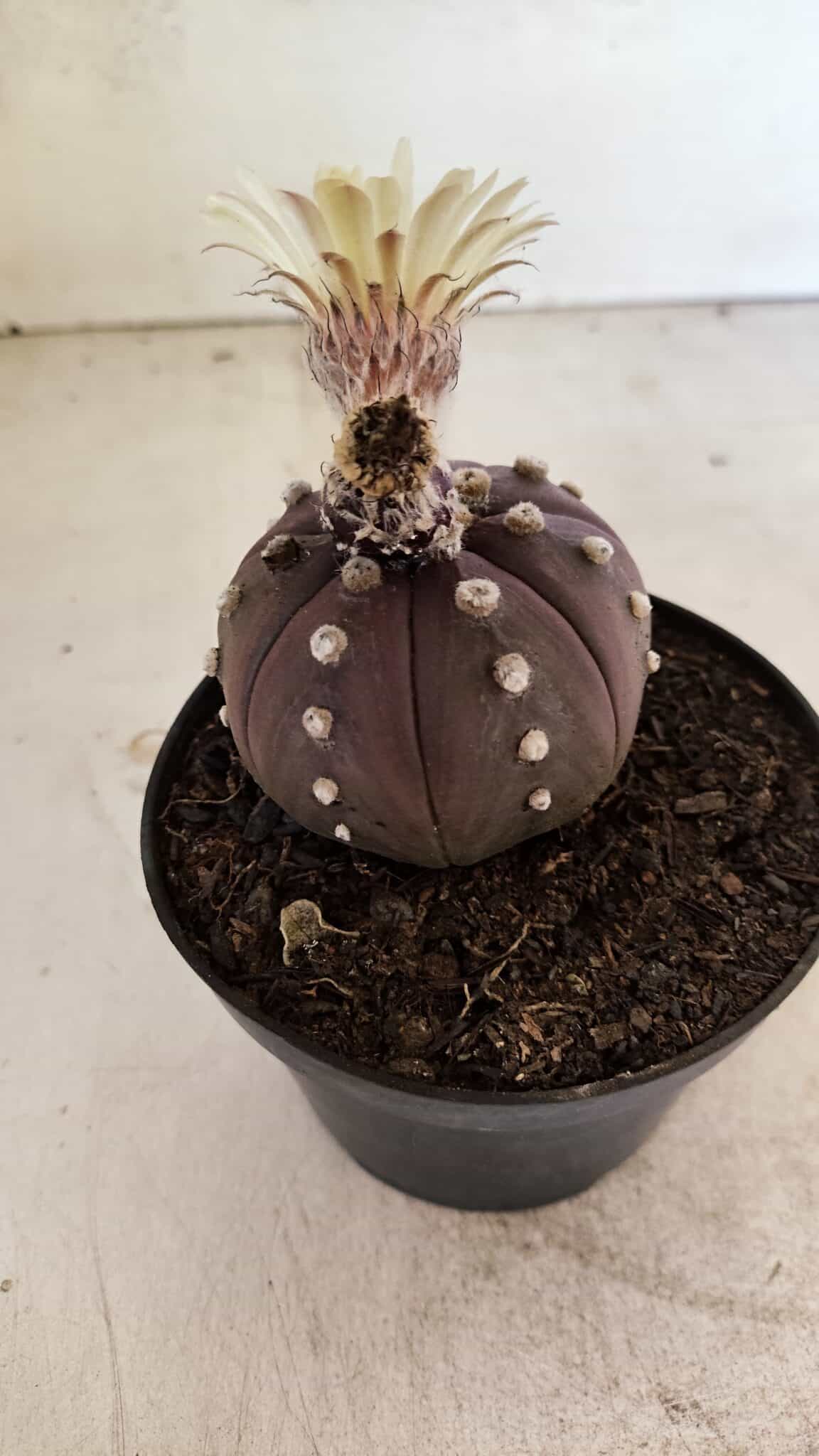 MATRIZ ASTROPHYTUM ASTERIAS “Purple”  Nº 1046 – vaso 11 - foto 7