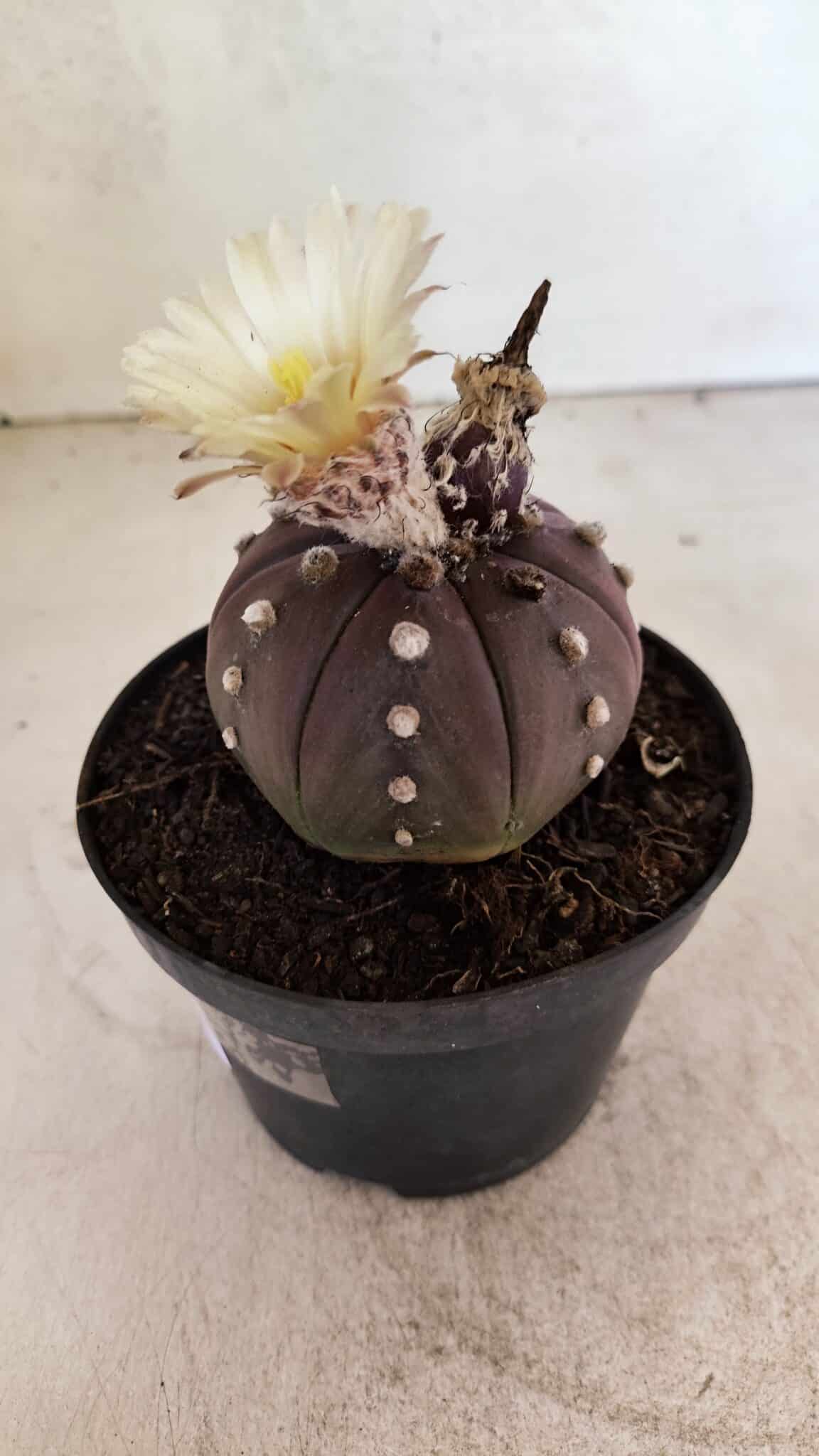 MATRIZ ASTROPHYTUM ASTERIAS “Purple”  Nº 1046 – vaso 11 - foto 6