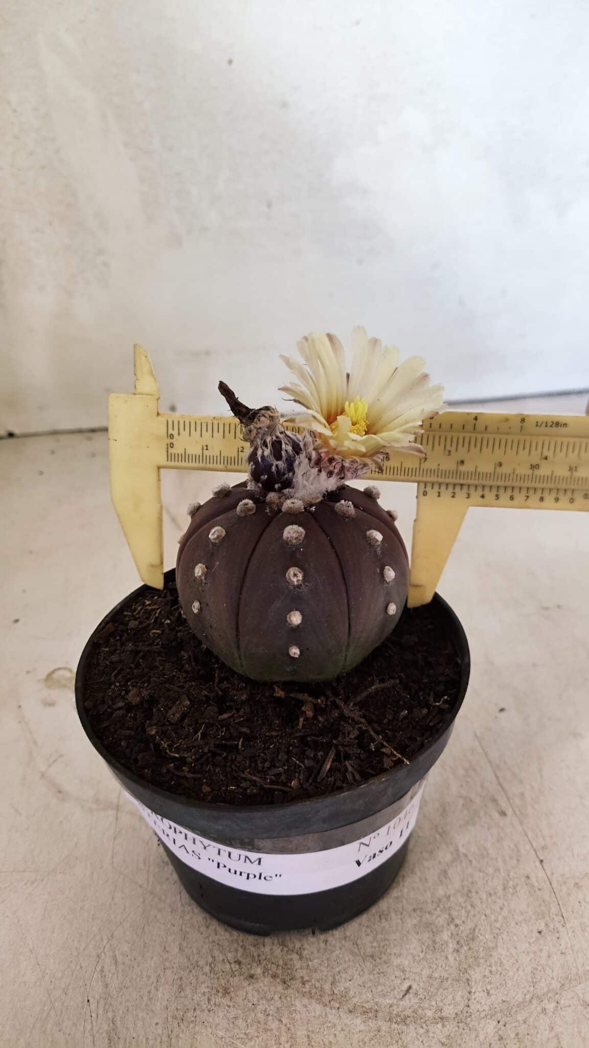 MATRIZ ASTROPHYTUM ASTERIAS “Purple”  Nº 1046 – vaso 11 - foto 4