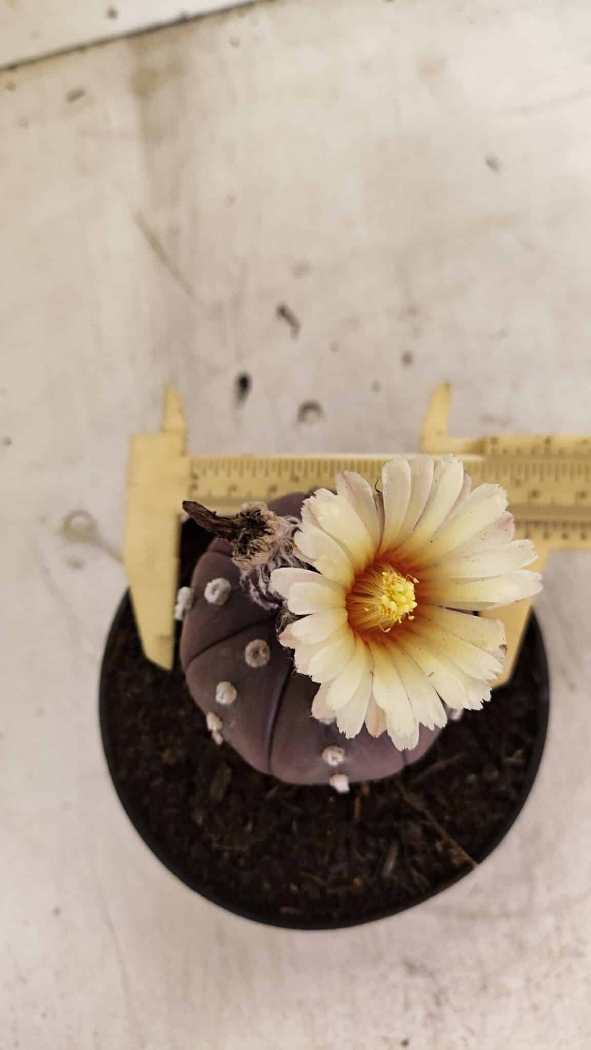 MATRIZ ASTROPHYTUM ASTERIAS “Purple”  Nº 1046 – vaso 11 - foto 9