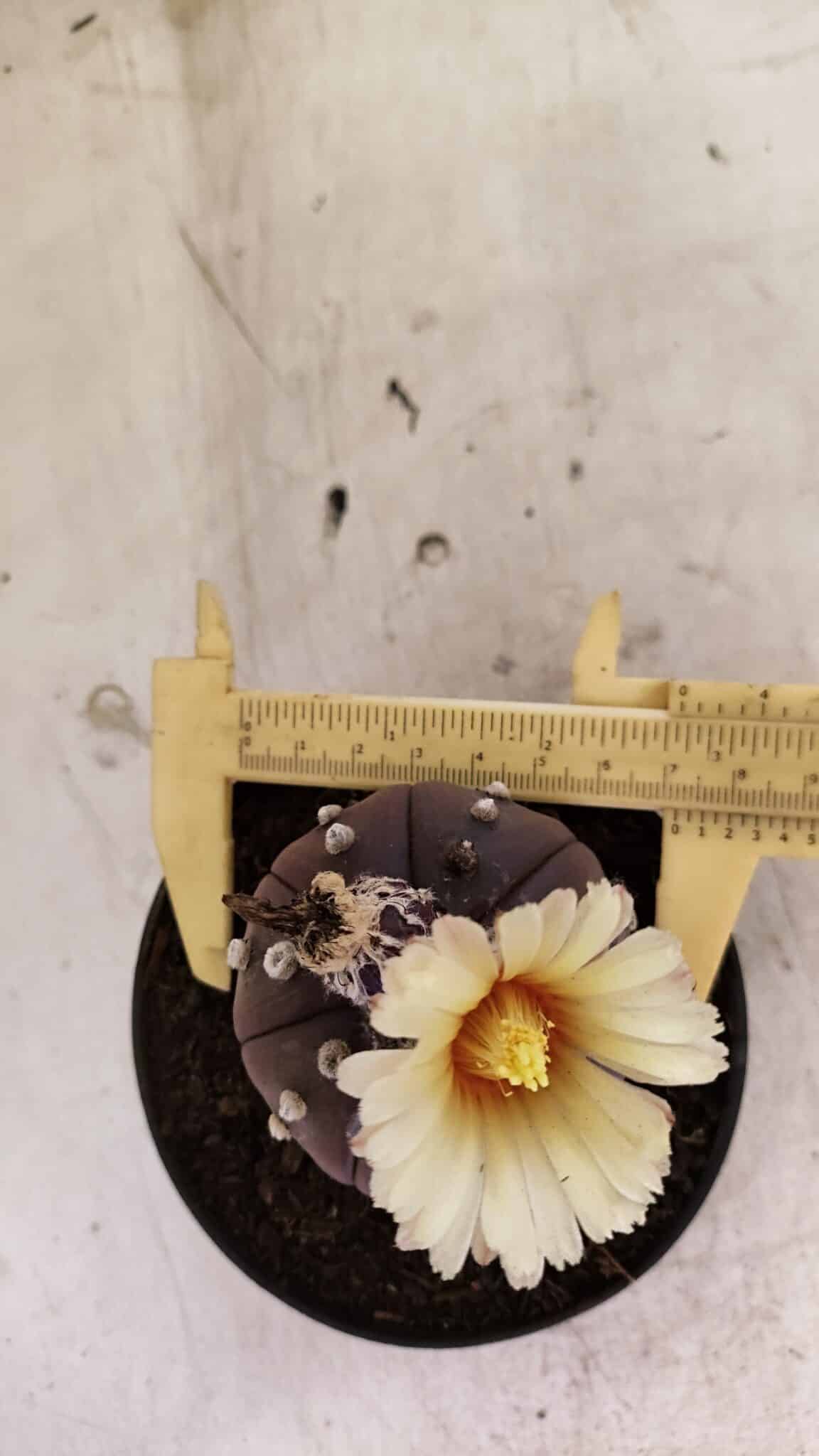 MATRIZ ASTROPHYTUM ASTERIAS “Purple”  Nº 1046 – vaso 11 - foto 5