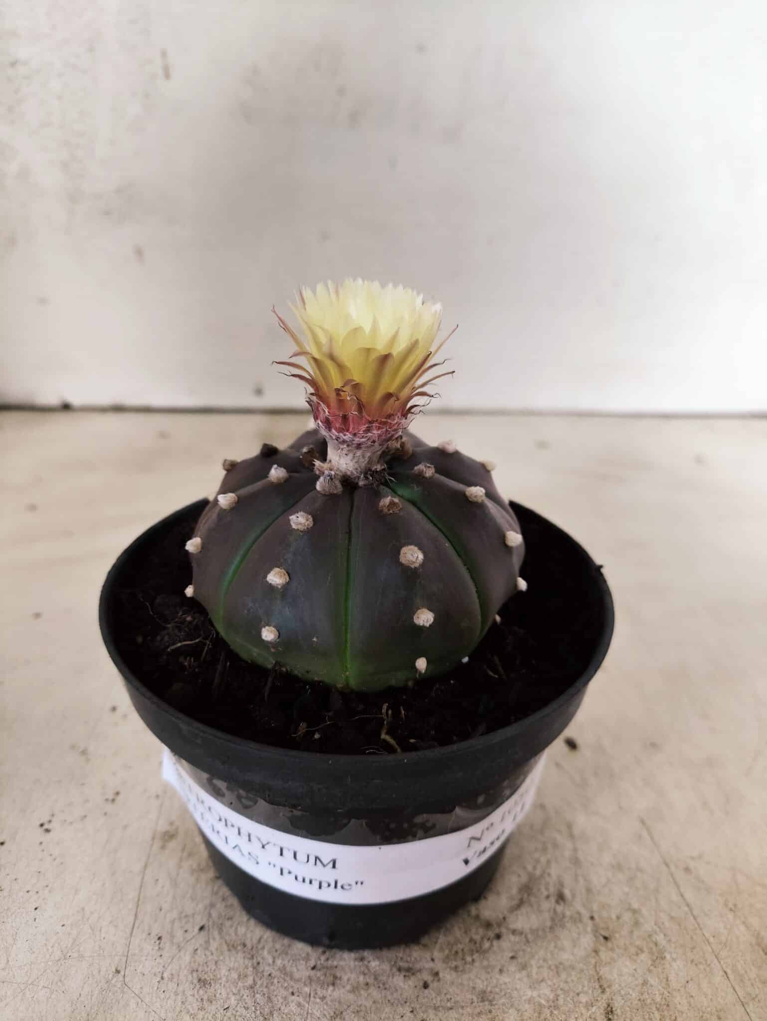 ASTROPHYTUM ASTERIAS “Purple”  Nº 1050 – vaso 11 - foto 2