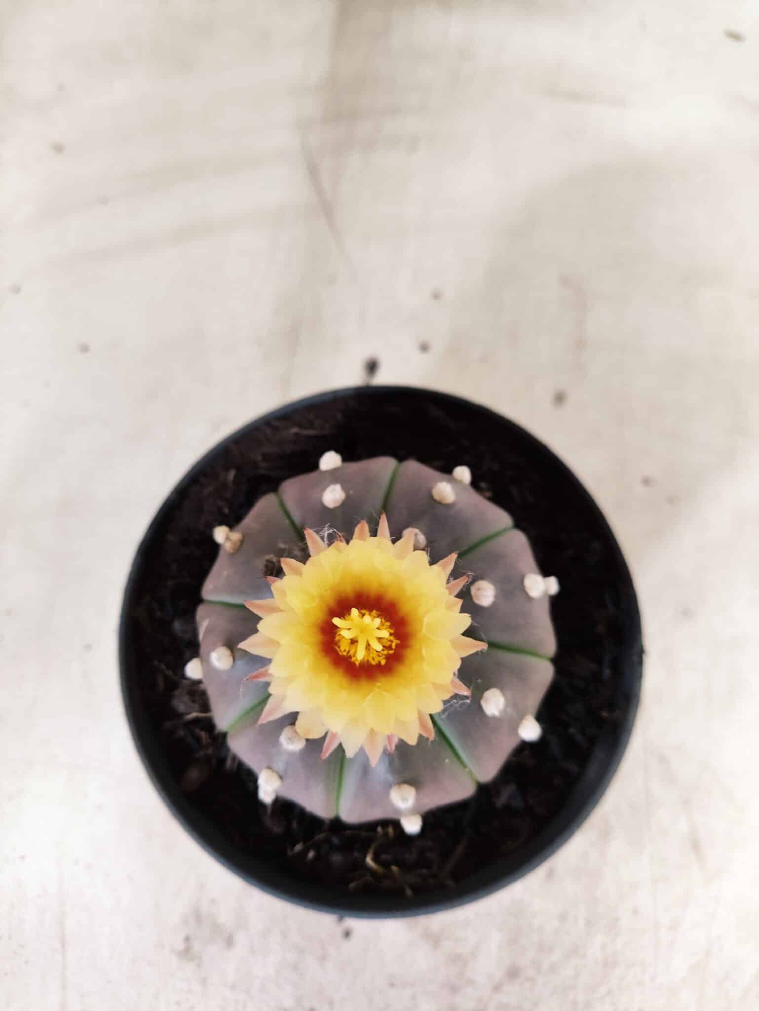ASTROPHYTUM ASTERIAS “Purple”  Nº 1050 – vaso 11 - foto 3