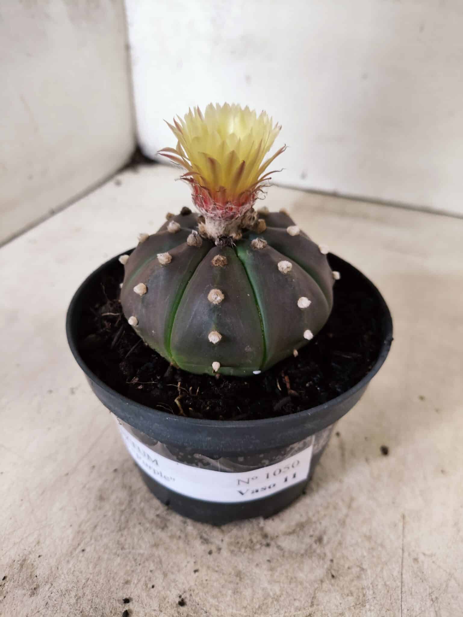 ASTROPHYTUM ASTERIAS “Purple”  Nº 1050 – vaso 11 - foto 8
