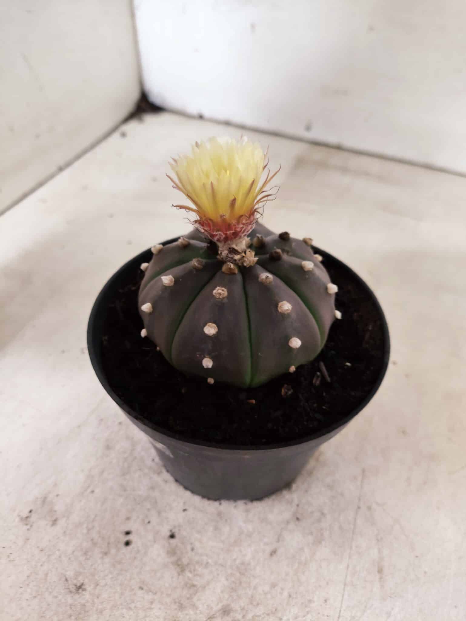 ASTROPHYTUM ASTERIAS “Purple”  Nº 1050 – vaso 11 - foto 7
