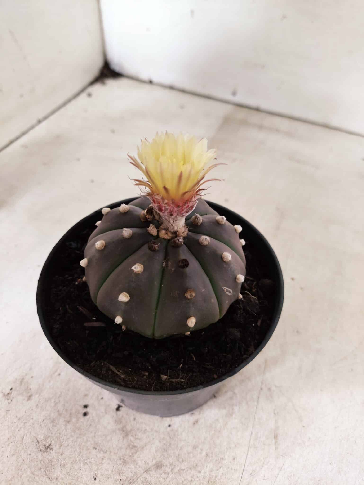 ASTROPHYTUM ASTERIAS “Purple”  Nº 1050 – vaso 11 - foto 6