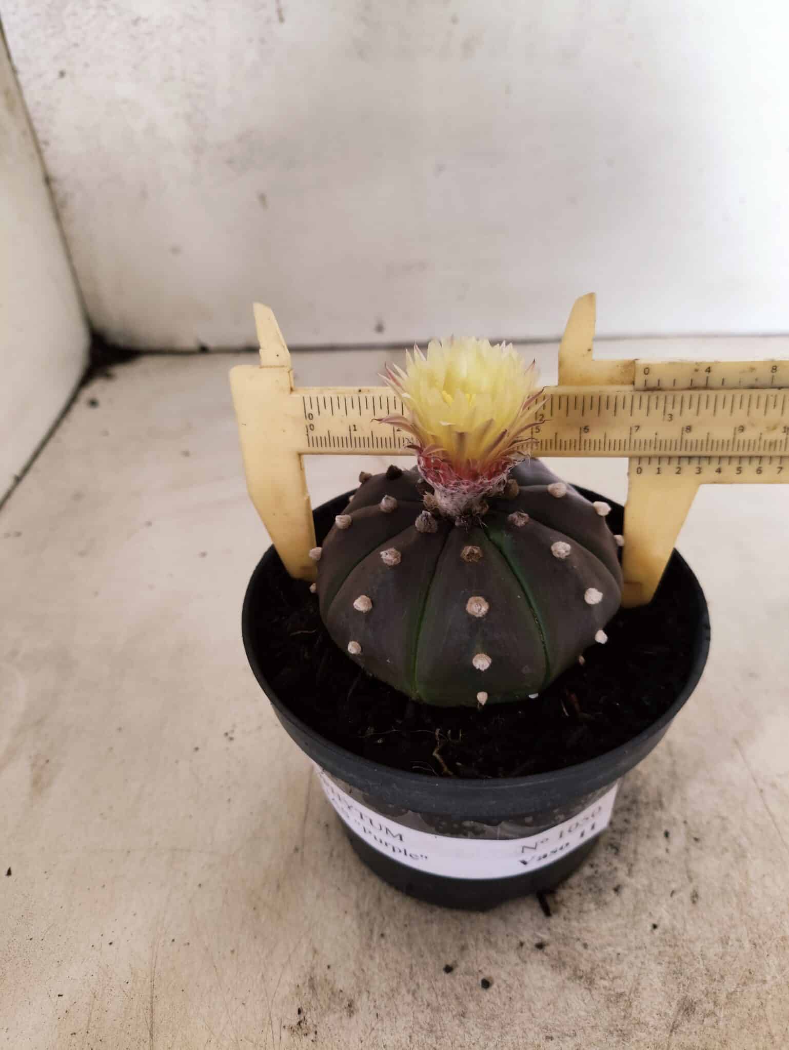 ASTROPHYTUM ASTERIAS “Purple”  Nº 1050 – vaso 11 - foto 4