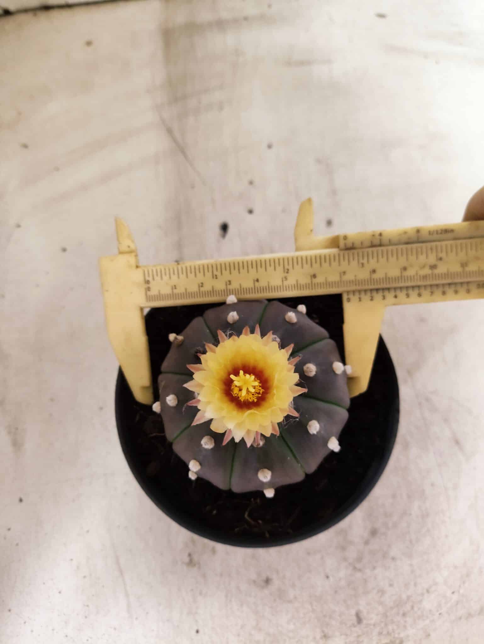 ASTROPHYTUM ASTERIAS “Purple”  Nº 1050 – vaso 11 - foto 5