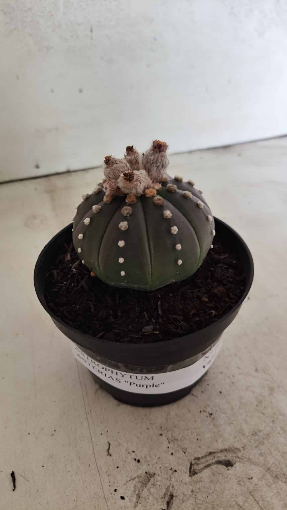 ASTROPHYTUM ASTERIAS “Purple”  Nº 1057 – vaso 11 - foto 2
