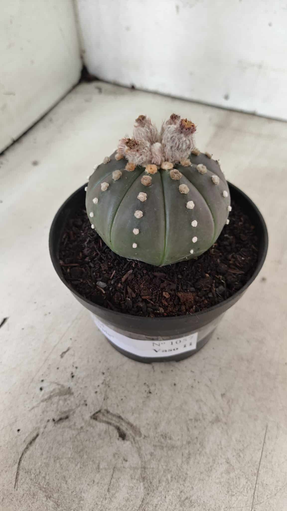 ASTROPHYTUM ASTERIAS “Purple”  Nº 1057 – vaso 11 - foto 8