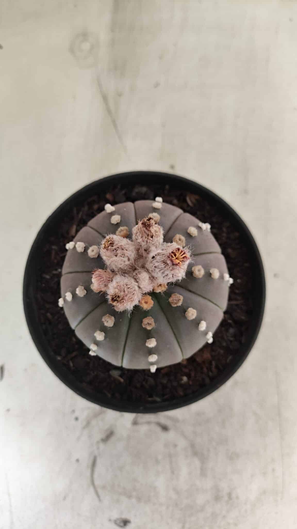 ASTROPHYTUM ASTERIAS “Purple”  Nº 1057 – vaso 11 - foto 3