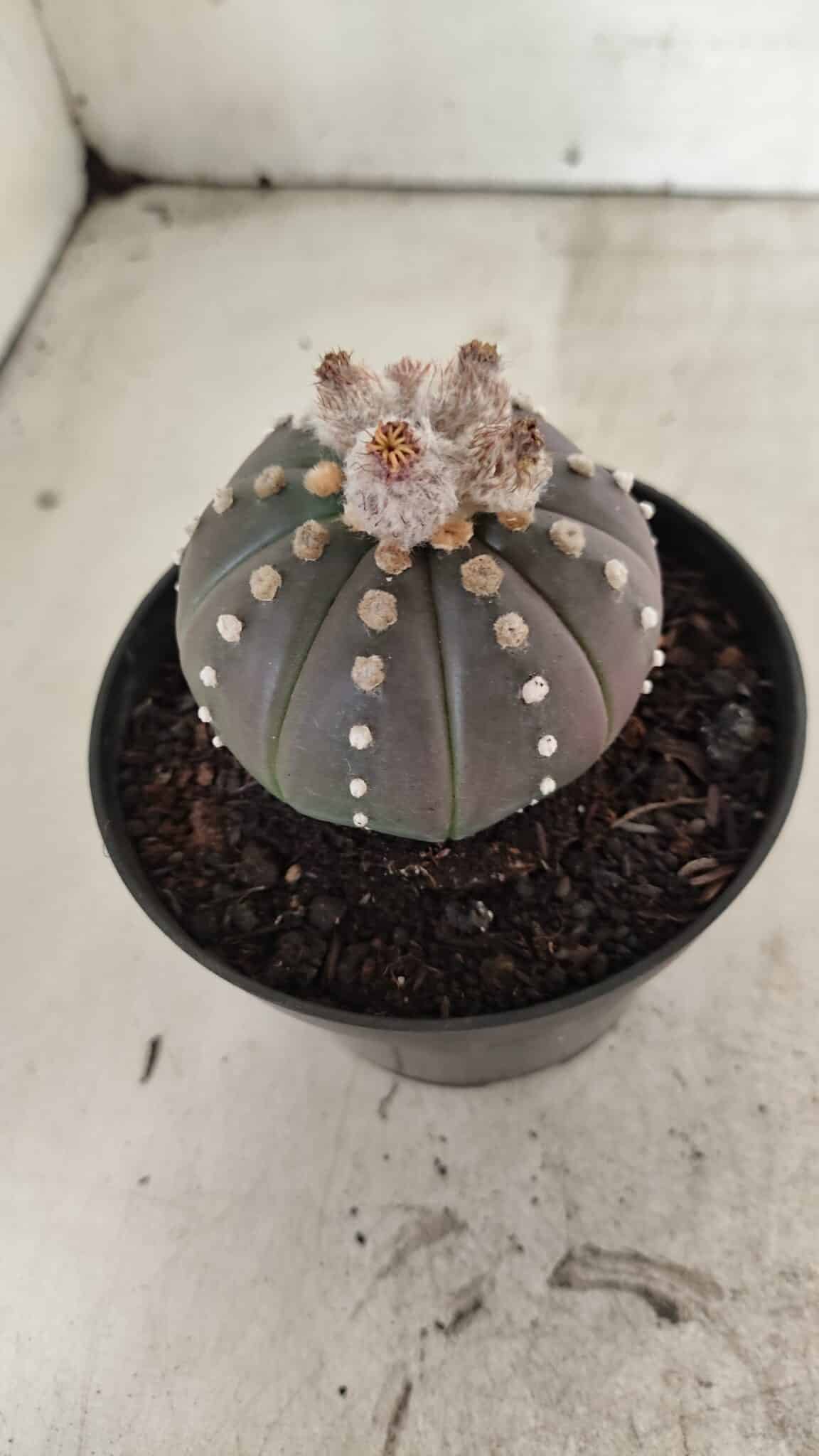 ASTROPHYTUM ASTERIAS “Purple”  Nº 1057 – vaso 11 - foto 7