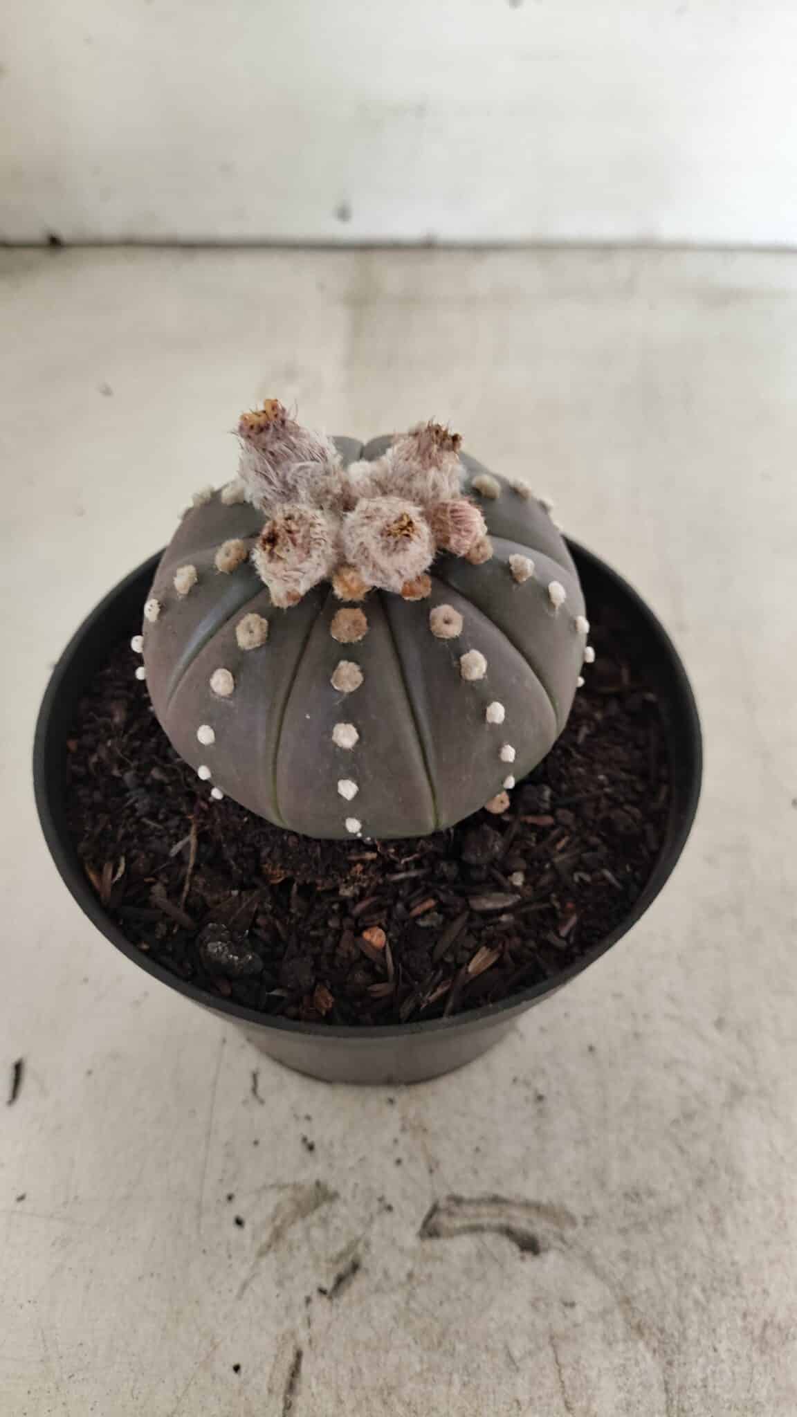 ASTROPHYTUM ASTERIAS “Purple”  Nº 1057 – vaso 11 - foto 6