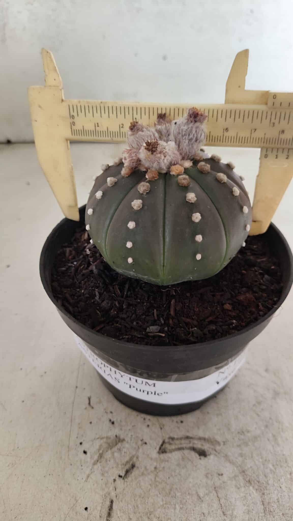 ASTROPHYTUM ASTERIAS “Purple”  Nº 1057 – vaso 11 - foto 4