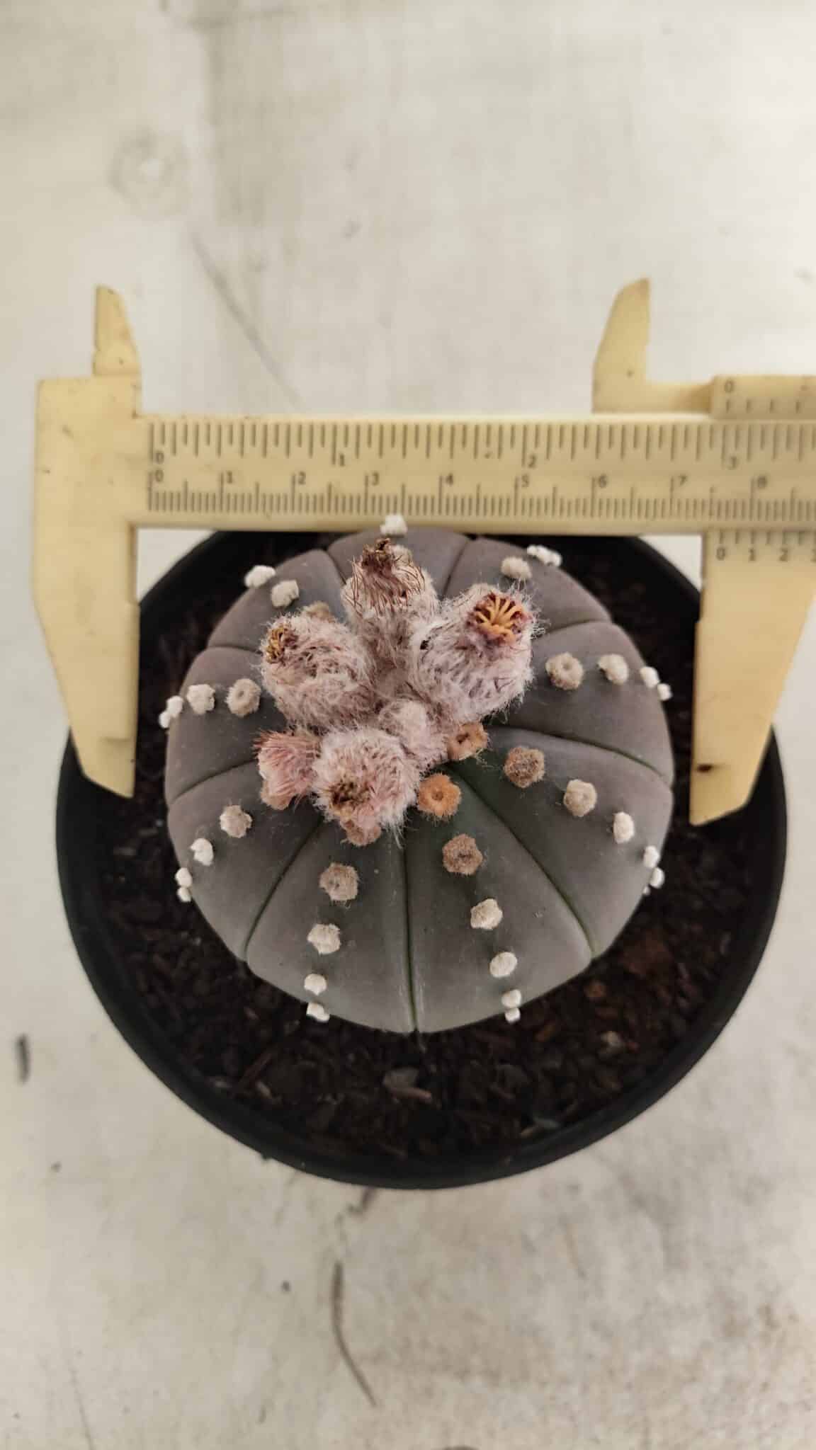 ASTROPHYTUM ASTERIAS “Purple”  Nº 1057 – vaso 11 - foto 5