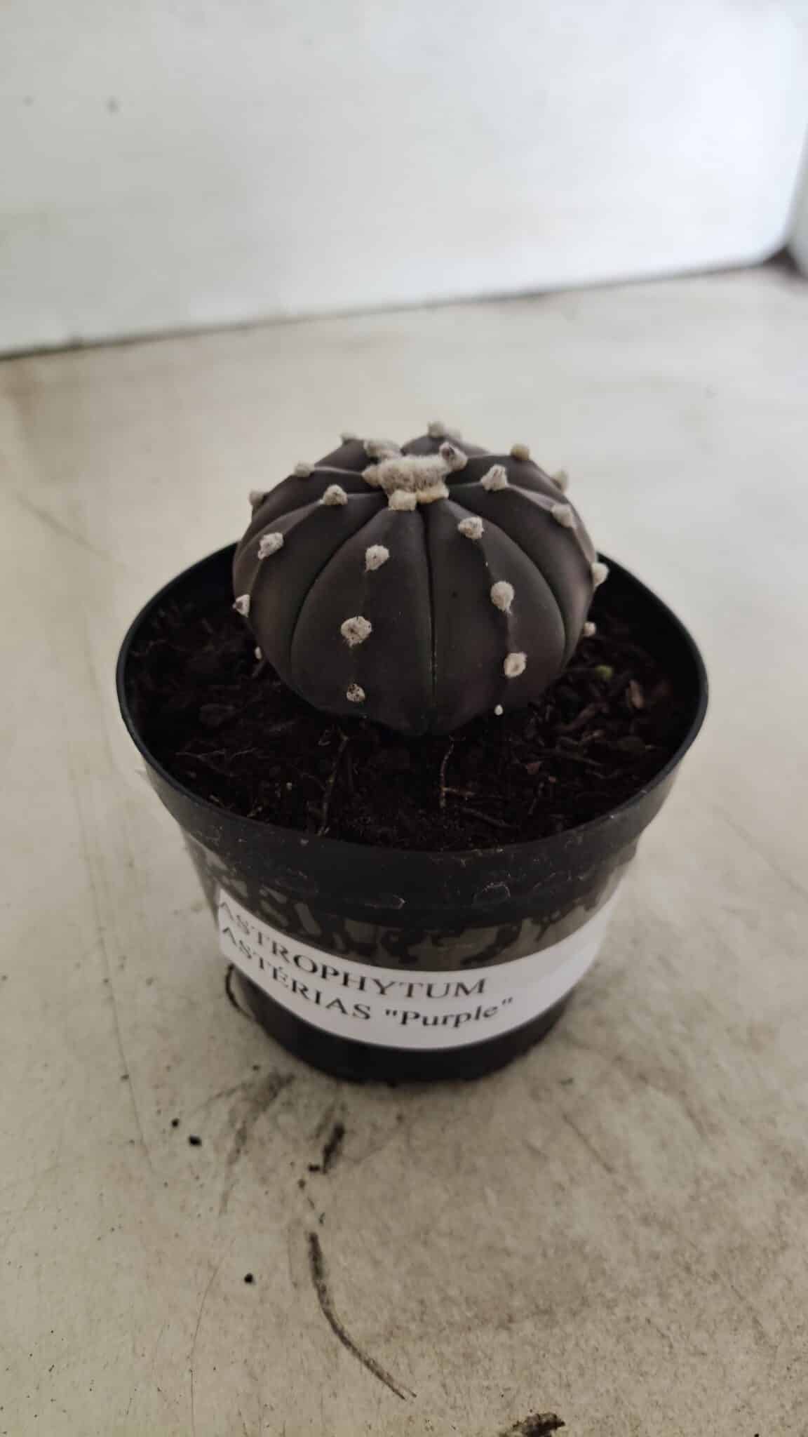 ASTROPHYTUM ASTERIAS “Purple”  Nº 1058 – vaso 09 - foto 2