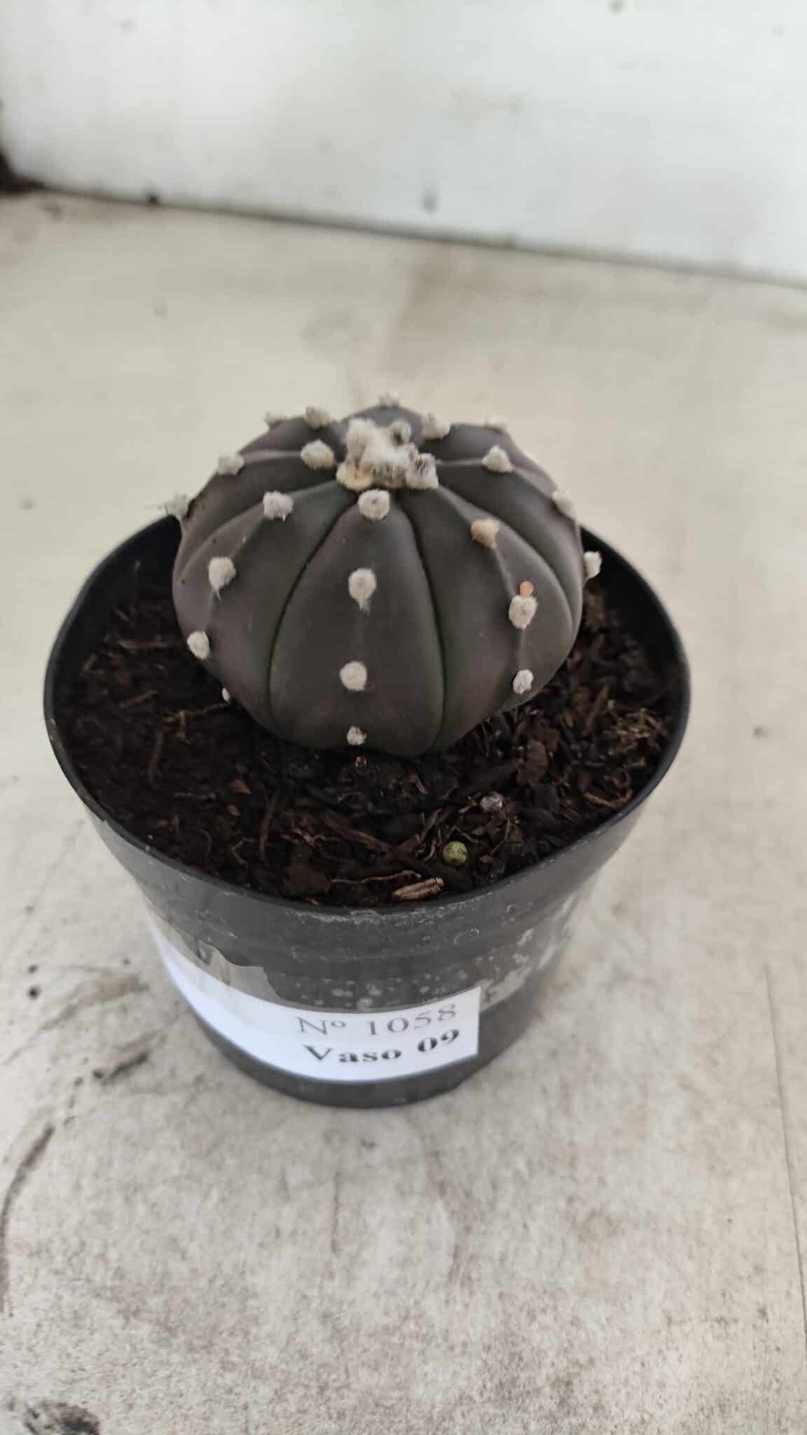ASTROPHYTUM ASTERIAS “Purple”  Nº 1058 – vaso 09 - foto 9