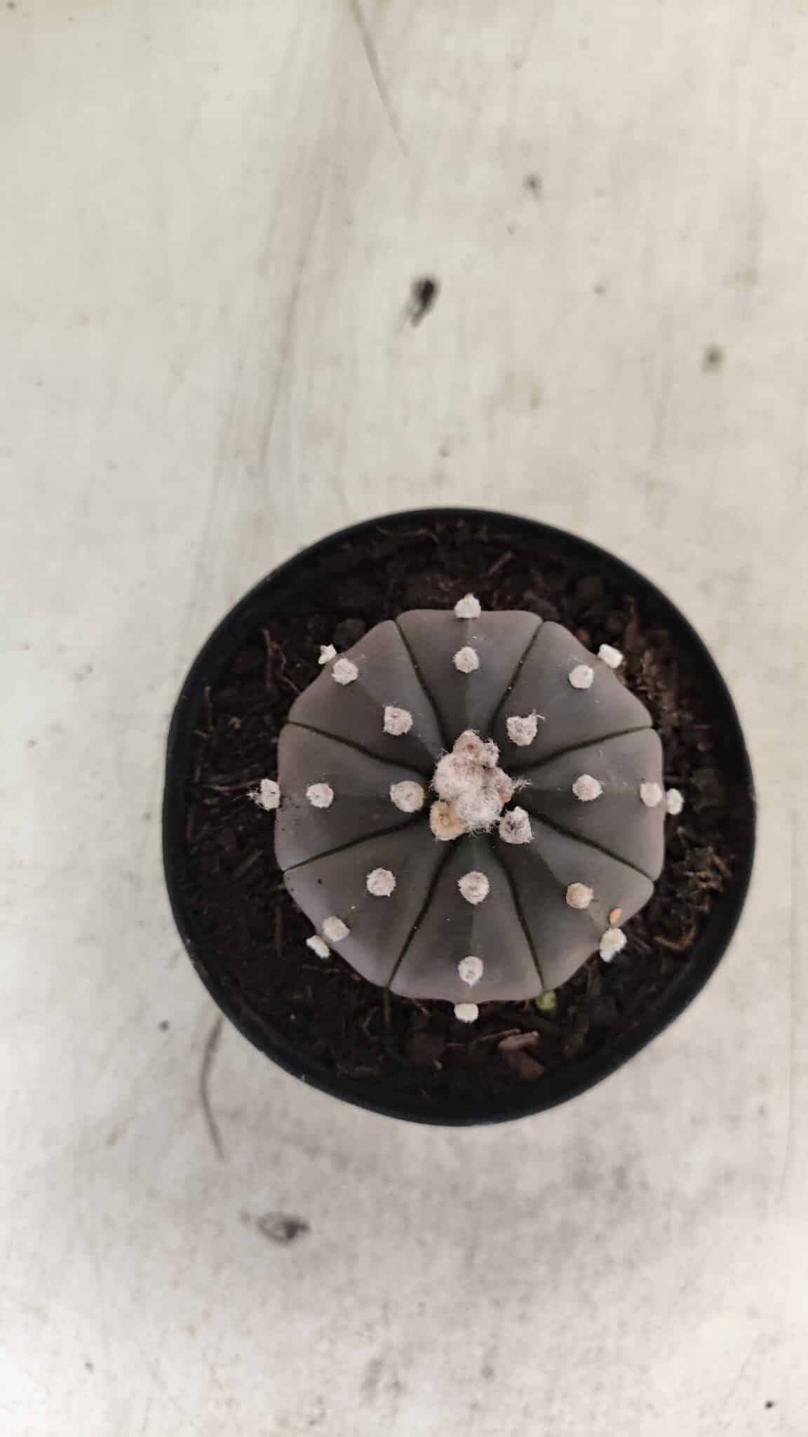 ASTROPHYTUM ASTERIAS “Purple”  Nº 1058 – vaso 09 - foto 3
