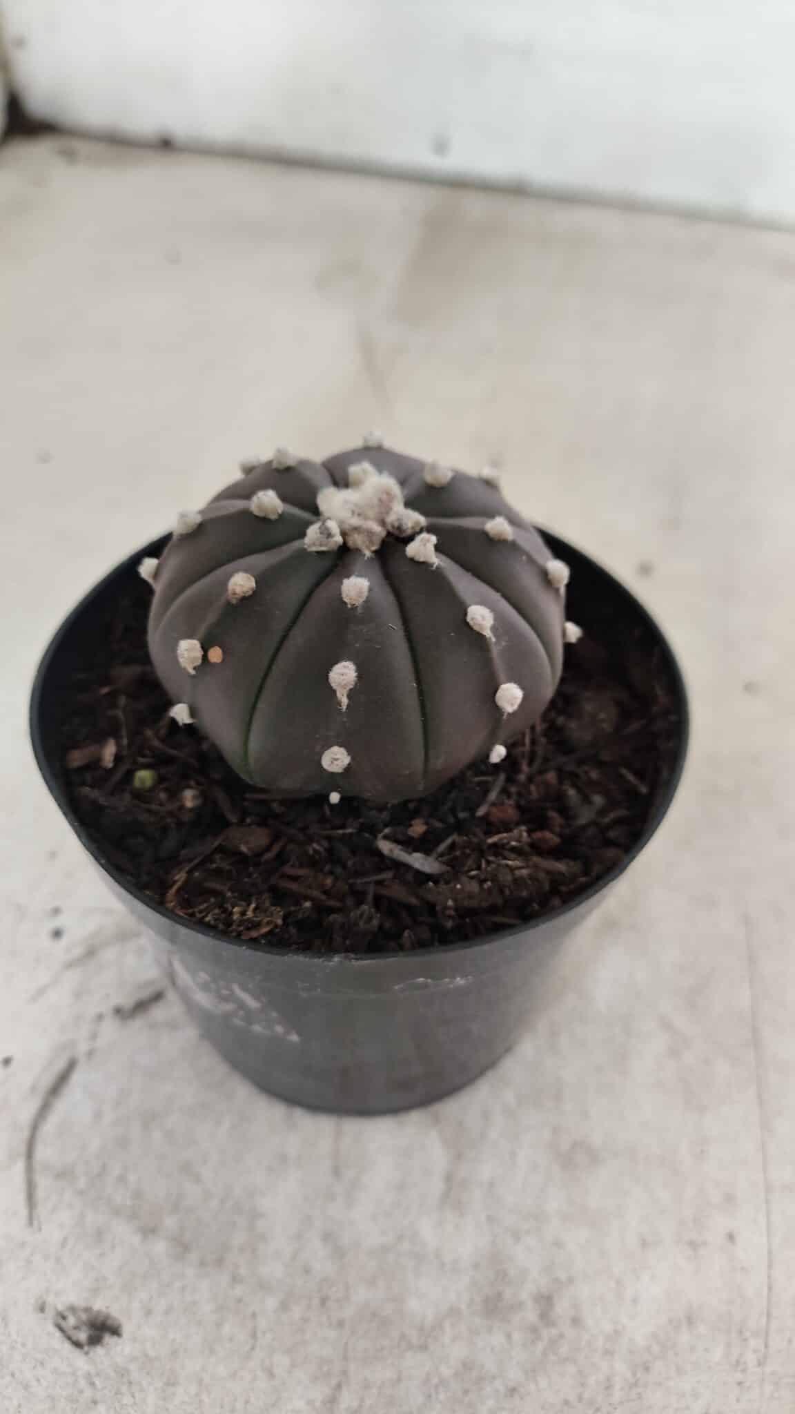 ASTROPHYTUM ASTERIAS “Purple”  Nº 1058 – vaso 09 - foto 8