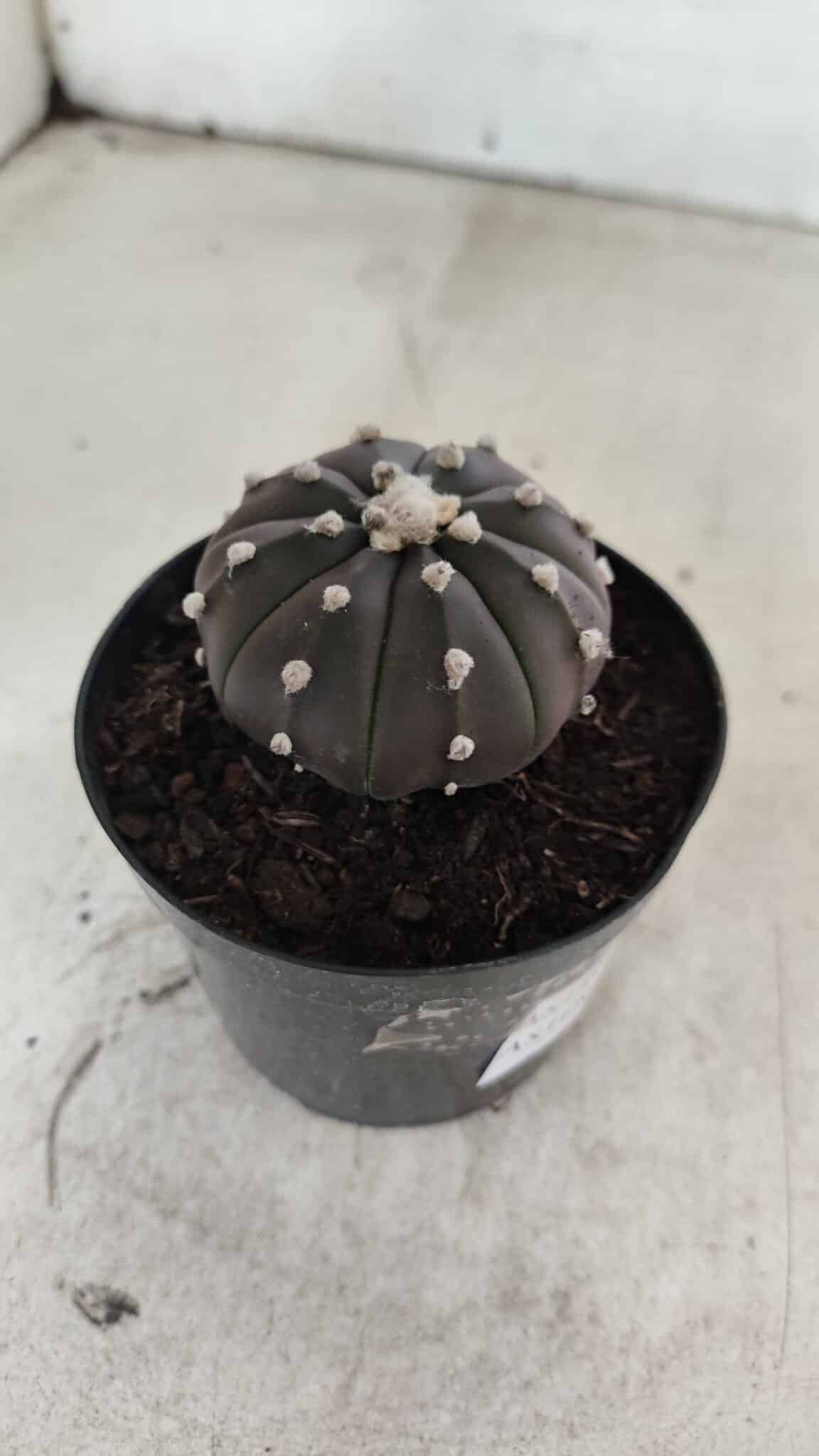 ASTROPHYTUM ASTERIAS “Purple”  Nº 1058 – vaso 09 - foto 7