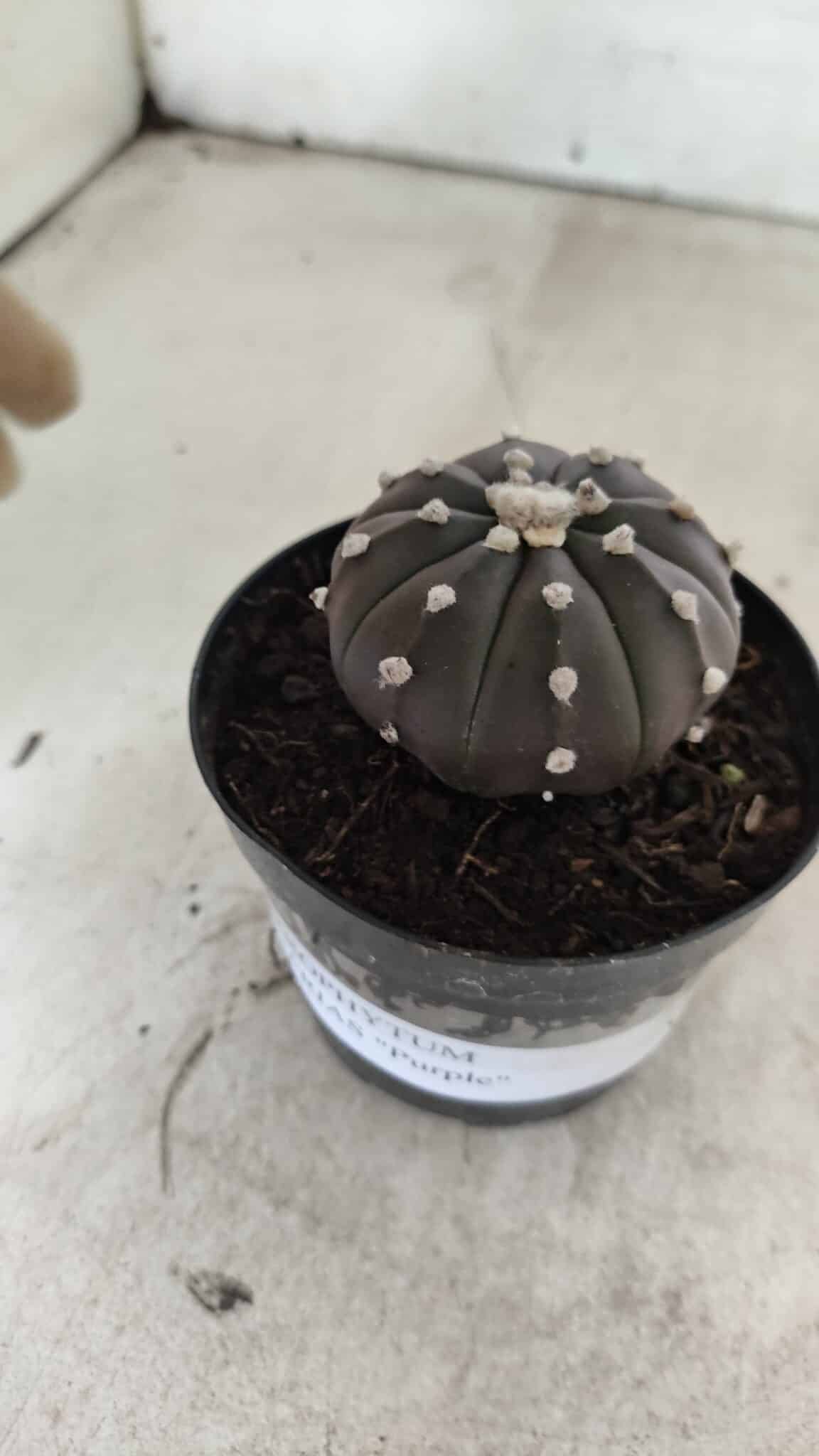 ASTROPHYTUM ASTERIAS “Purple”  Nº 1058 – vaso 09 - foto 6