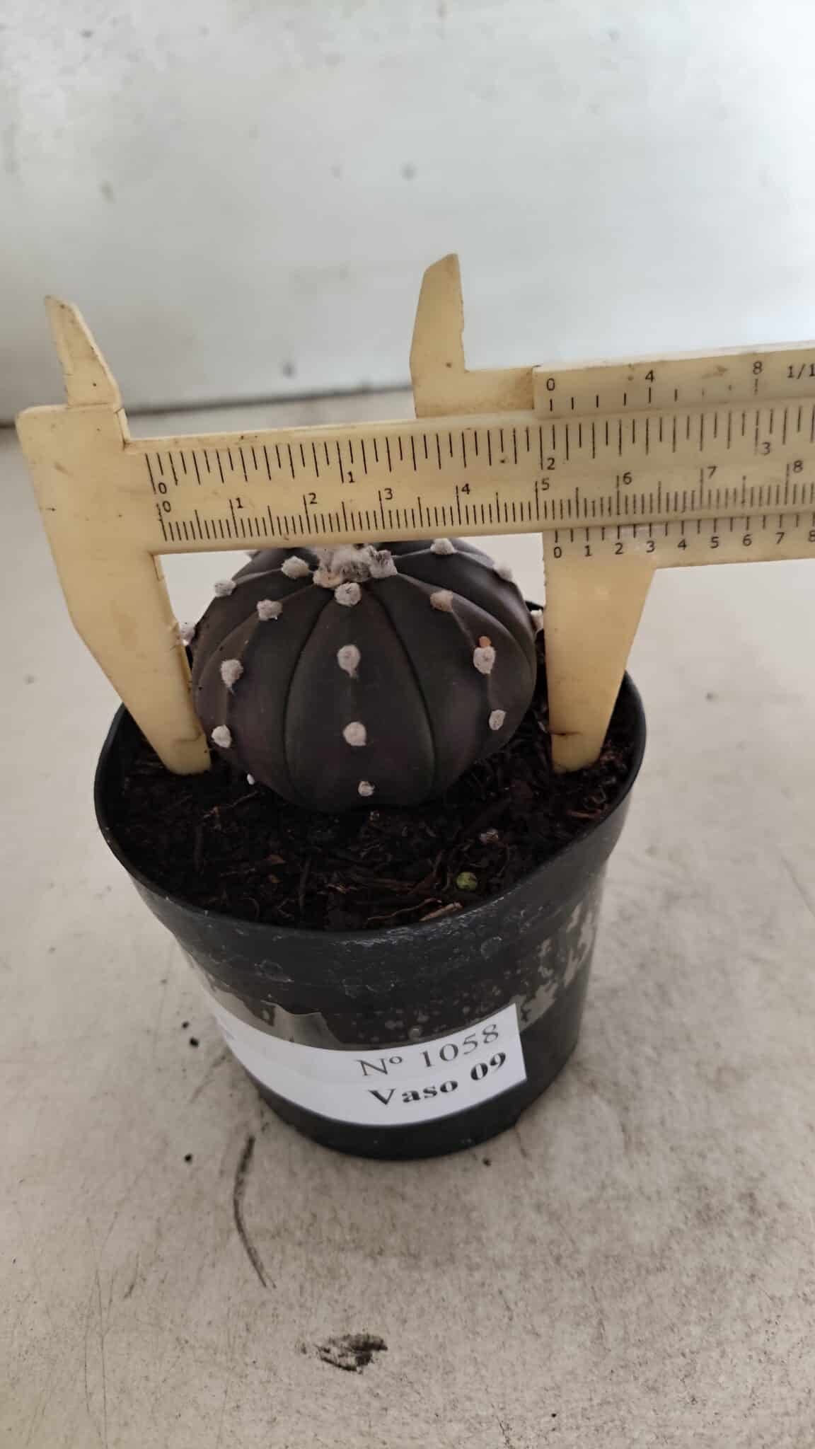 ASTROPHYTUM ASTERIAS “Purple”  Nº 1058 – vaso 09 - foto 4