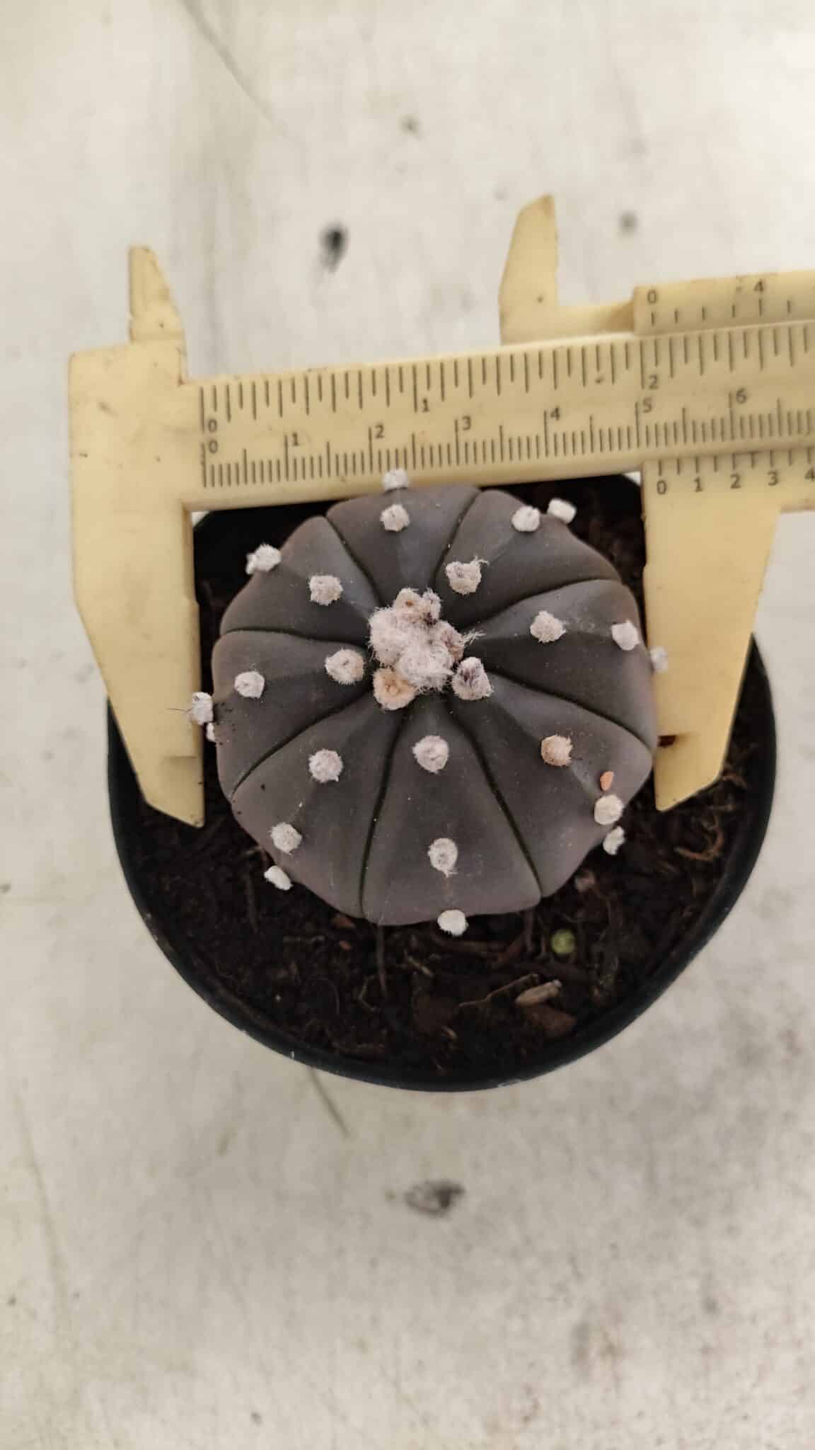 ASTROPHYTUM ASTERIAS “Purple”  Nº 1058 – vaso 09 - foto 5