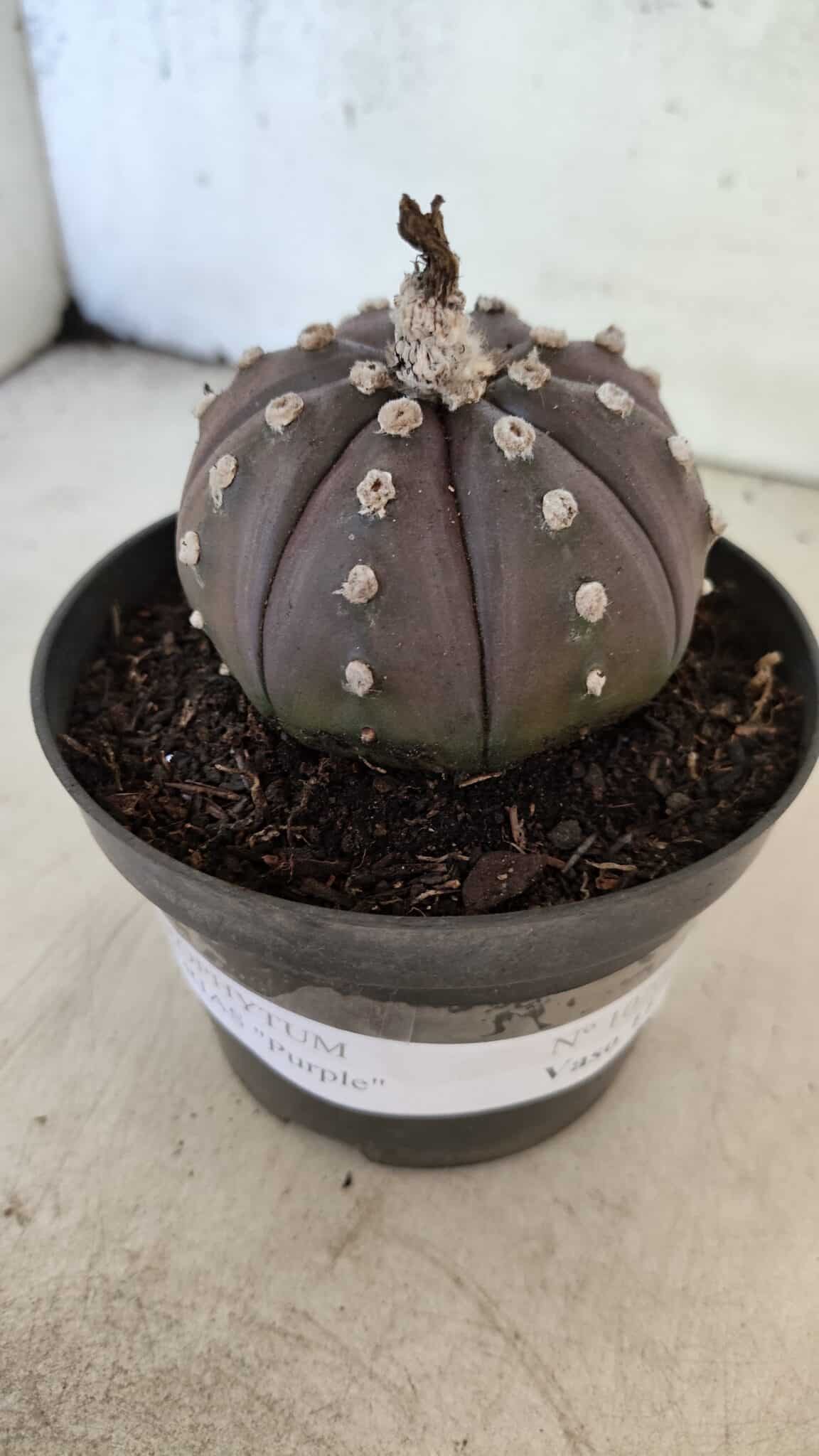 ASTROPHYTUM ASTERIAS “Purple”  Nº 1070 – vaso 11 - foto 2