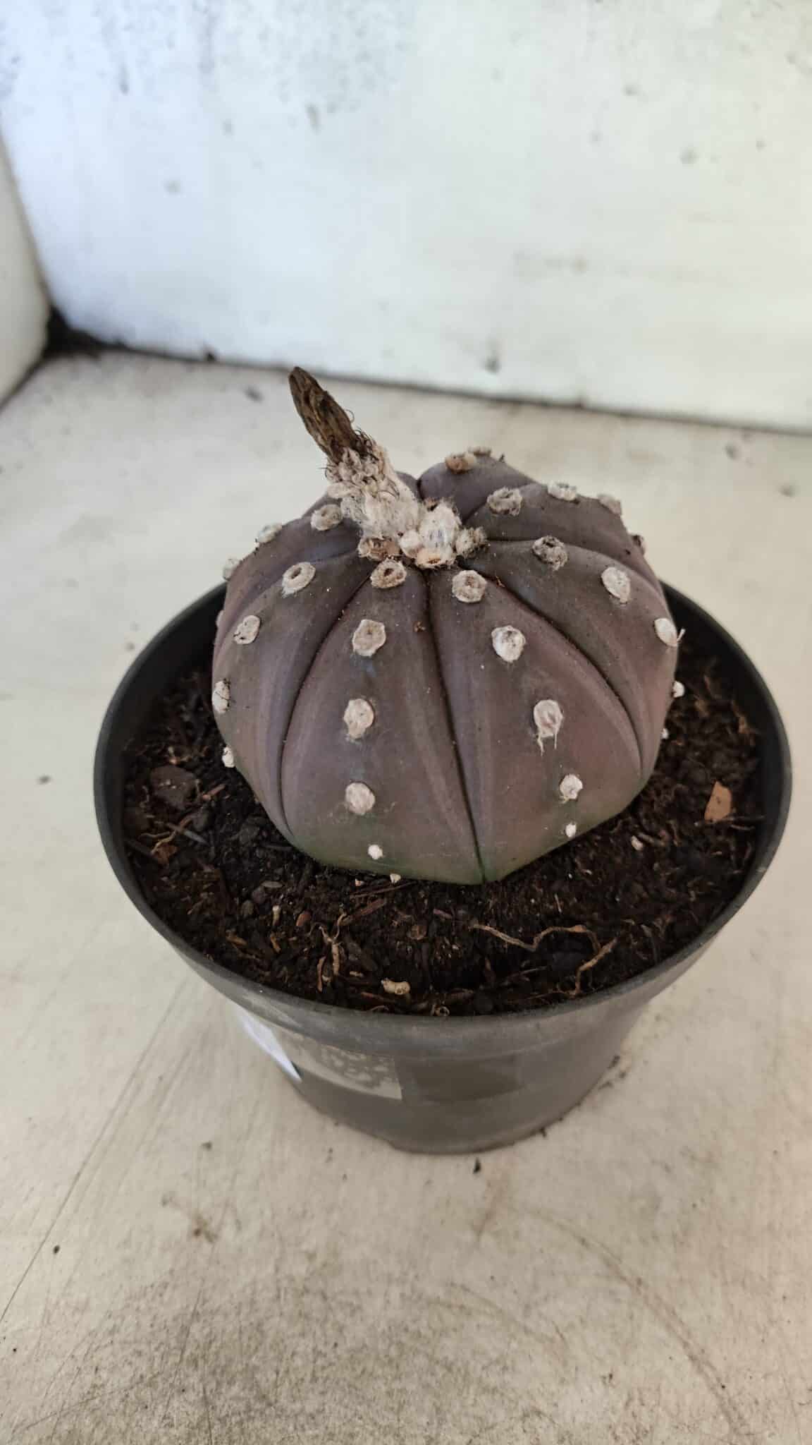 ASTROPHYTUM ASTERIAS “Purple”  Nº 1070 – vaso 11 - foto 7