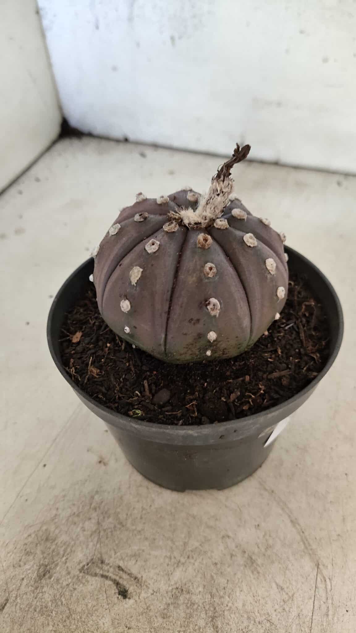 ASTROPHYTUM ASTERIAS “Purple”  Nº 1070 – vaso 11 - foto 6
