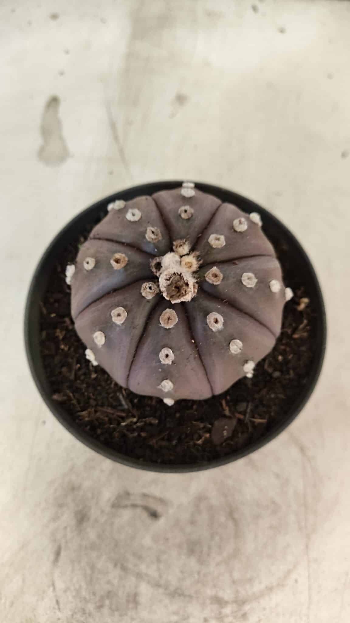 ASTROPHYTUM ASTERIAS “Purple”  Nº 1070 – vaso 11 - foto 3