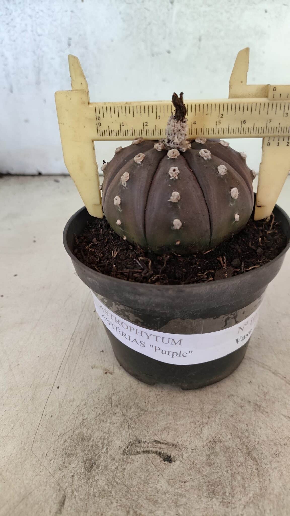 ASTROPHYTUM ASTERIAS “Purple”  Nº 1070 – vaso 11 - foto 4