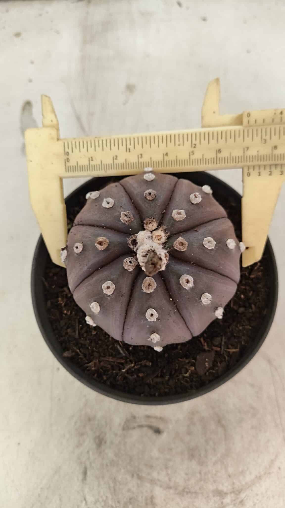 ASTROPHYTUM ASTERIAS “Purple”  Nº 1070 – vaso 11 - foto 5