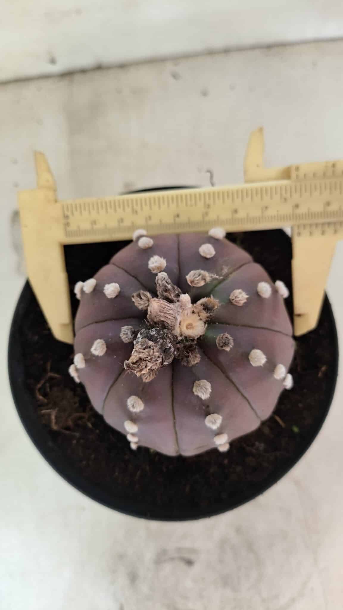 ASTROPHYTUM ASTERIAS “Purple”  Nº 1071 – vaso 15 - foto 5