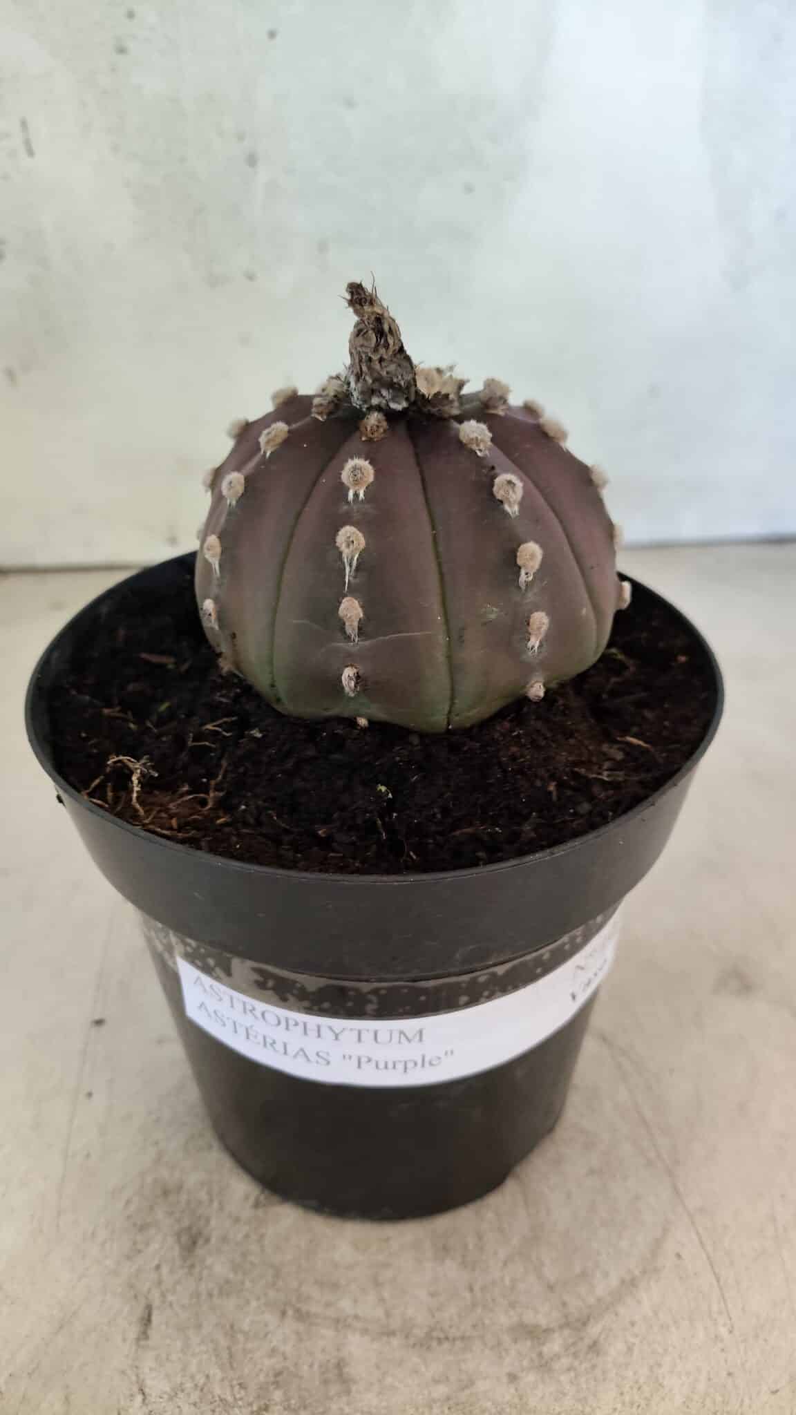 ASTROPHYTUM ASTERIAS “Purple”  Nº 1071 – vaso 15 - foto 2